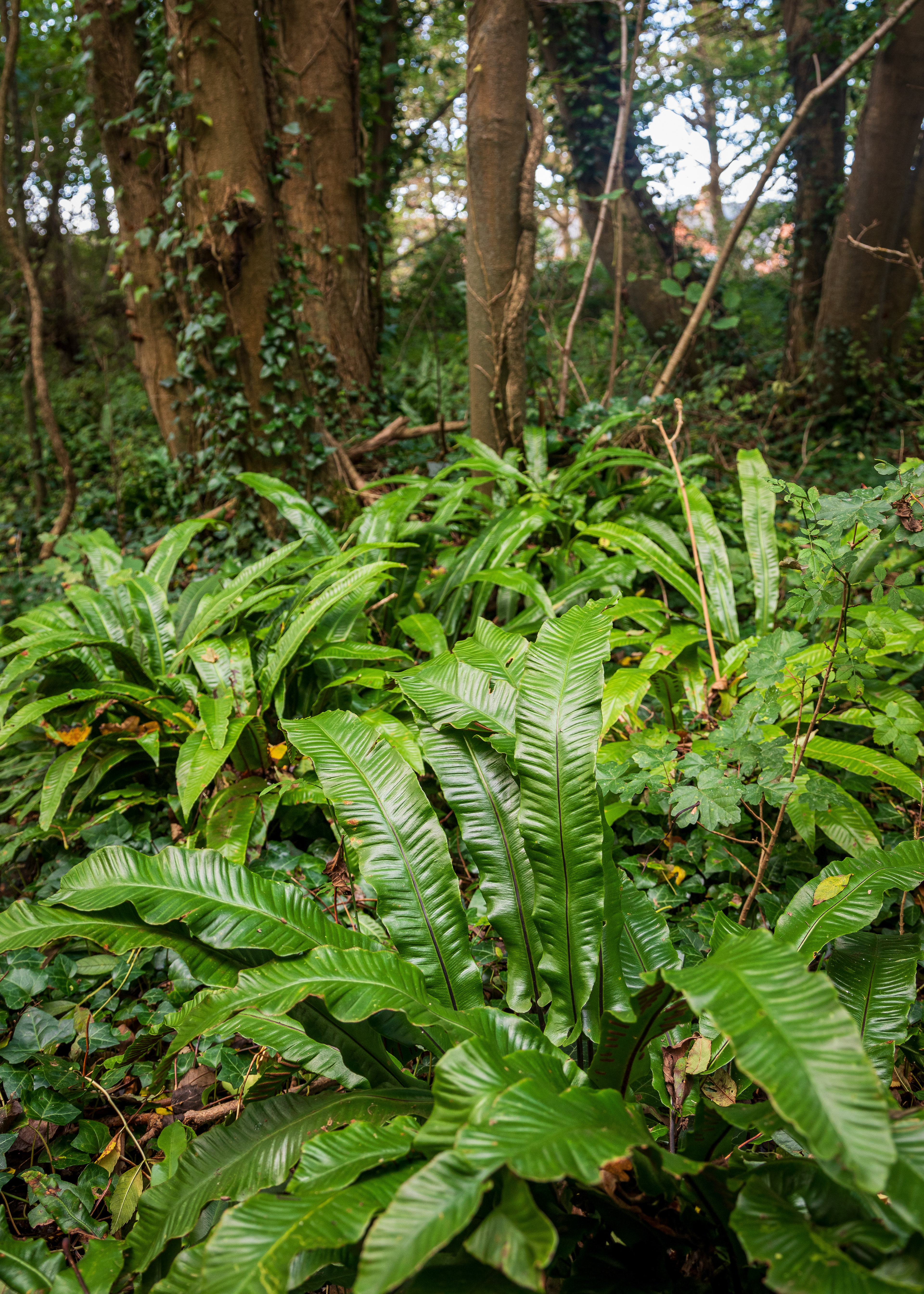 Hart's Tongue Fern (October 2017)