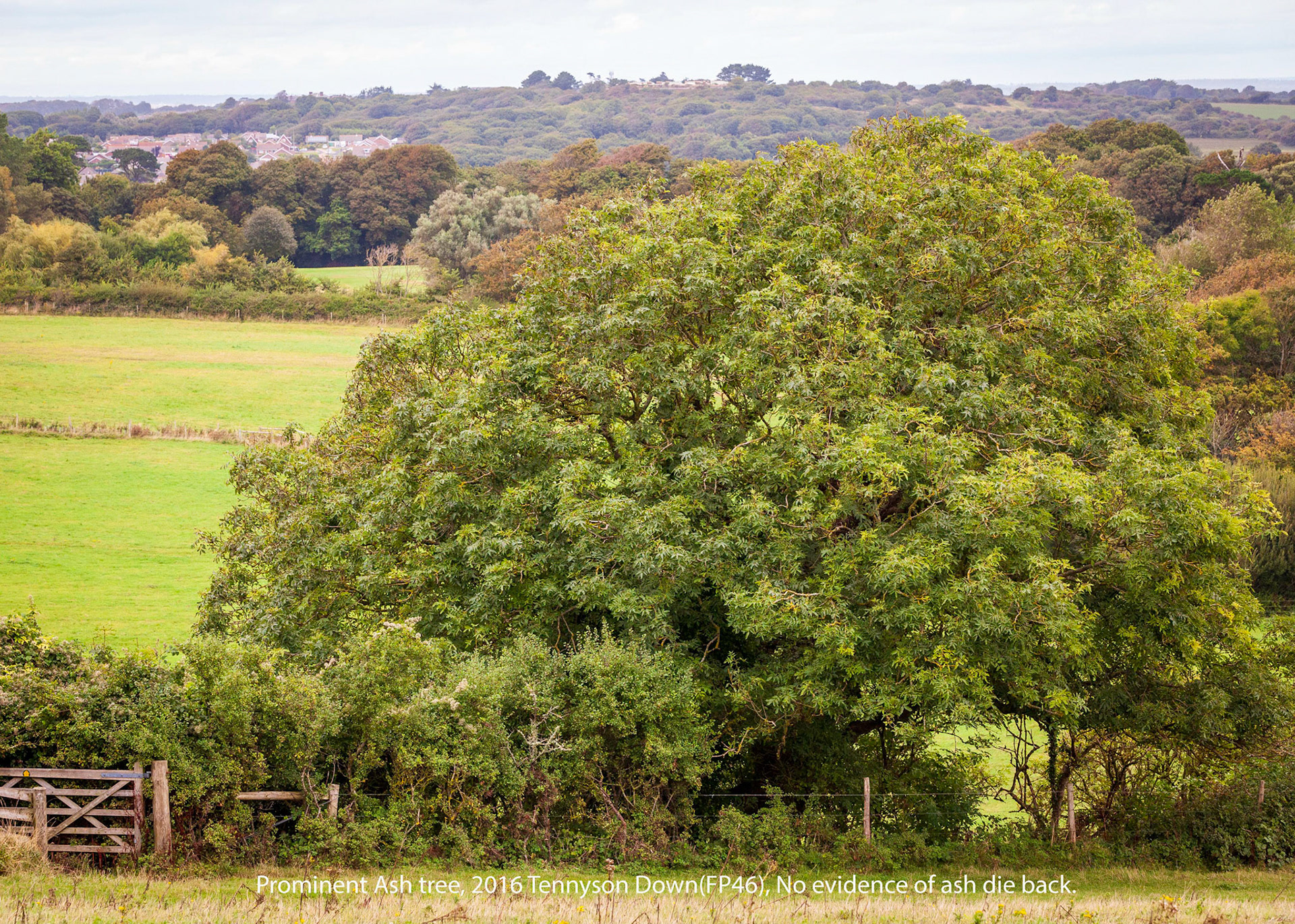 Ash tree Tennyson Down (2016). A prominent hedgerow tree.