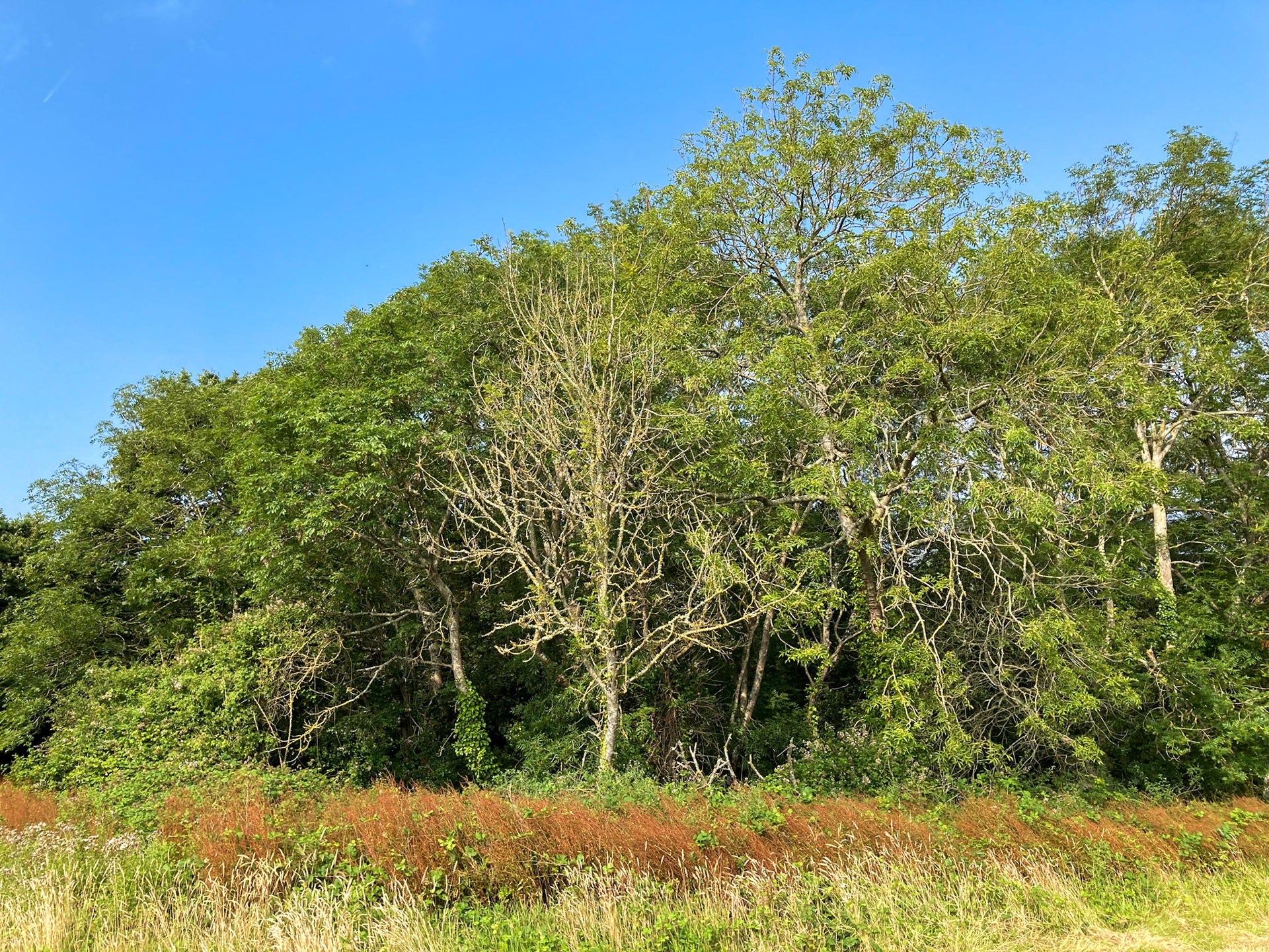 Ash woodland (2021) with signs of ash die back infection - the majority of this woodland consists of ash.