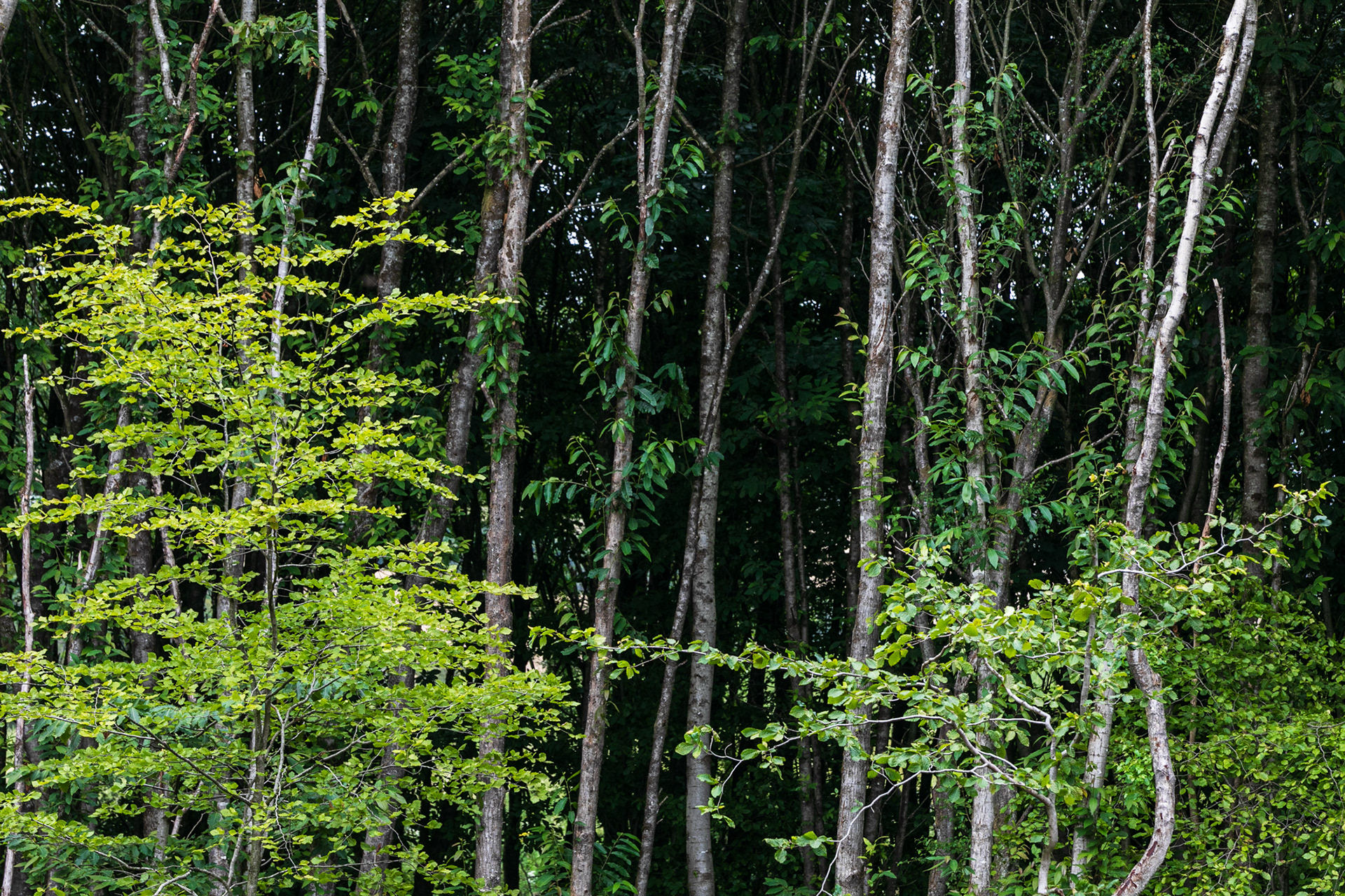 This block of forest is largely sweet chesnut