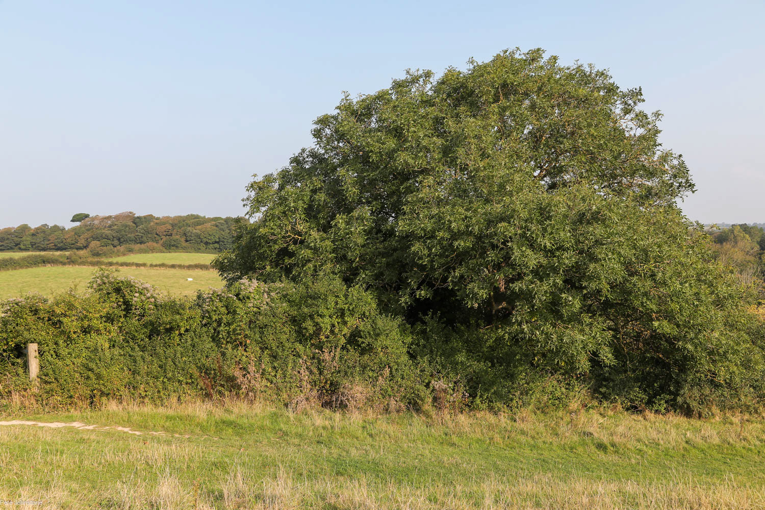 ash tree on Tennyson Down, Isle of Wight National Landscape