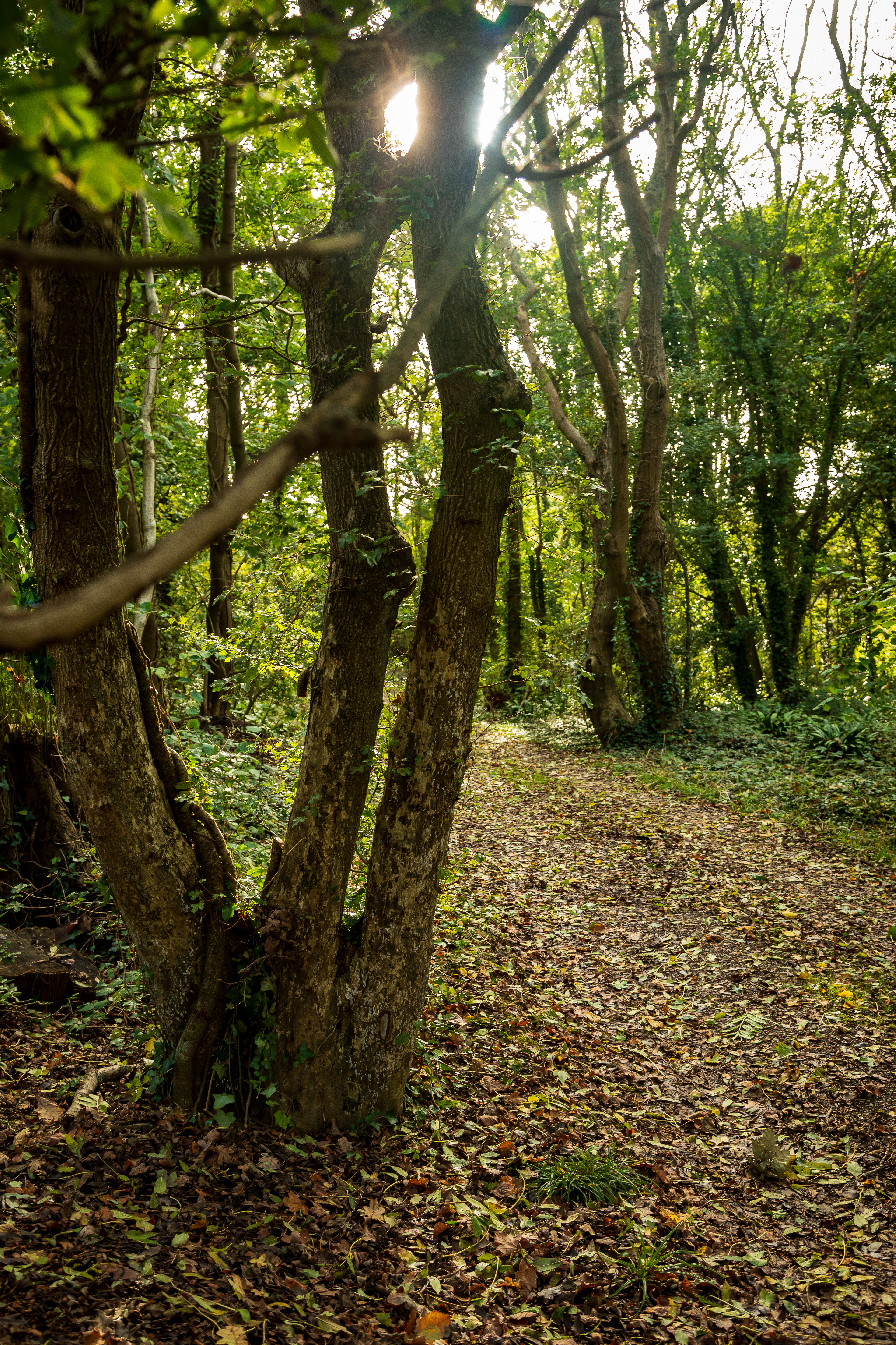 Field Maple and main track (October 2017)