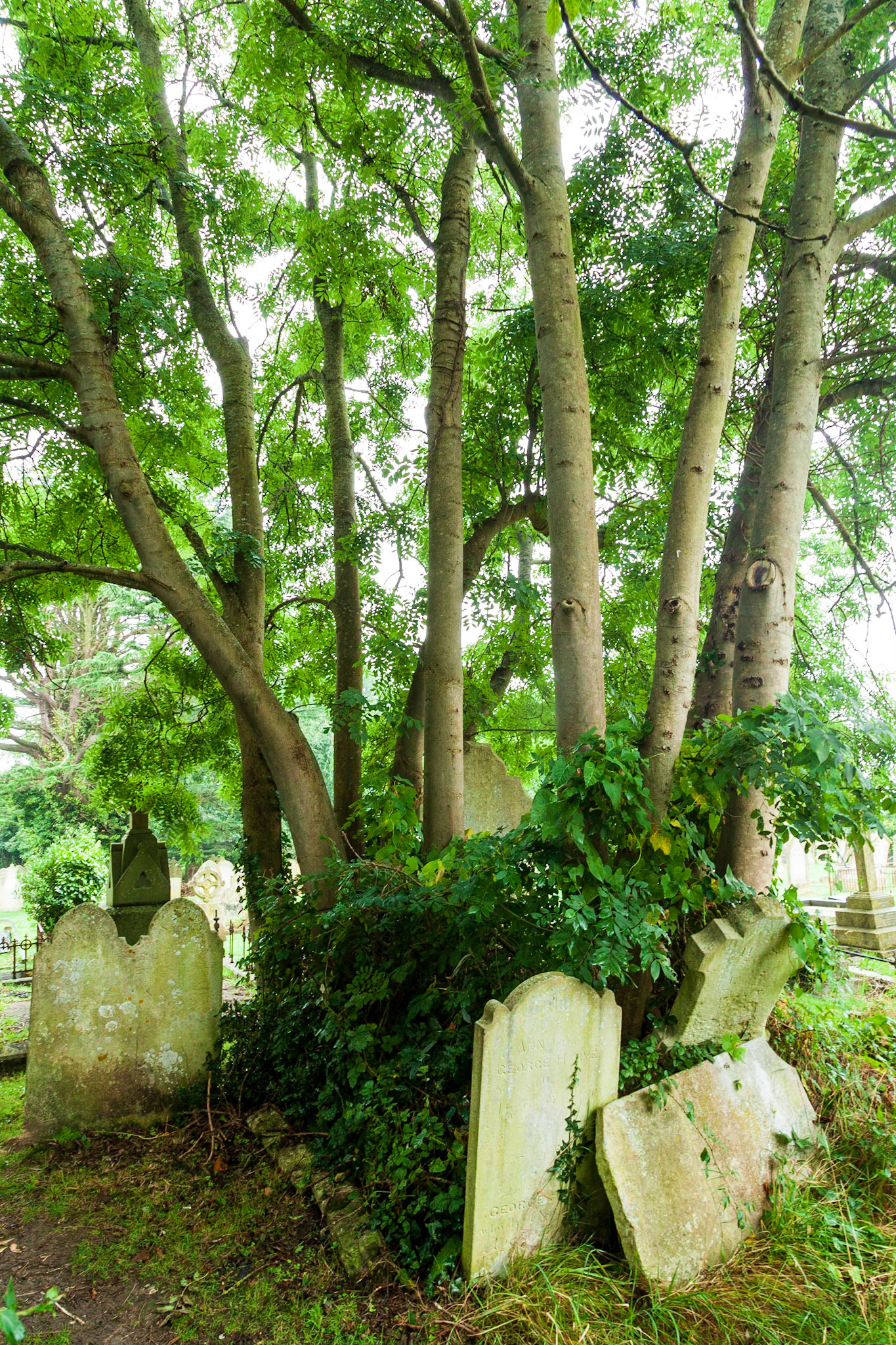 Ash amongst the Gravestones. Ryde Cemetary (2016)