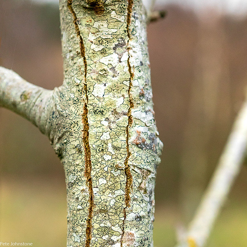 Ash die back example 2018