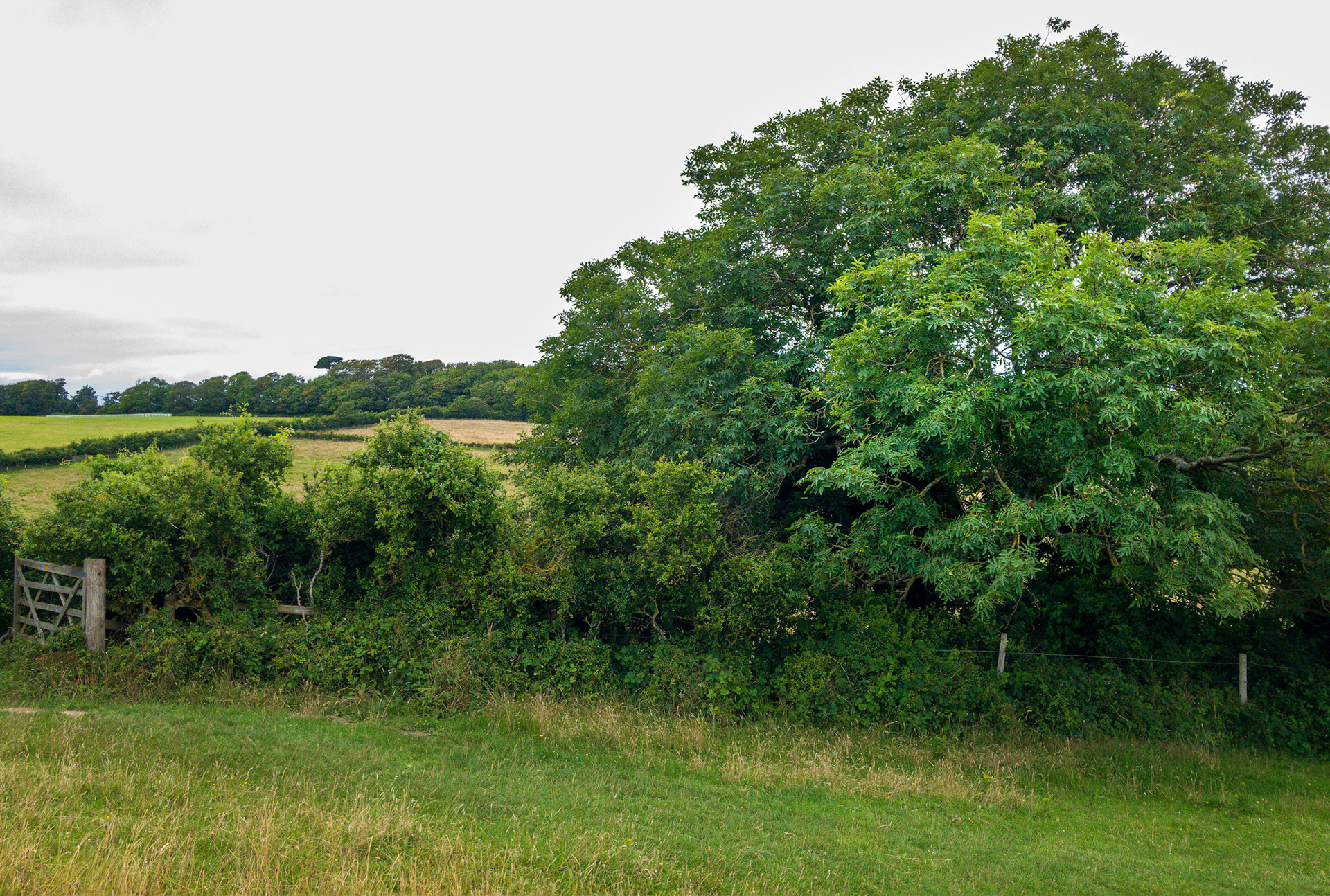 Ash Tree Tennyson Down 2021