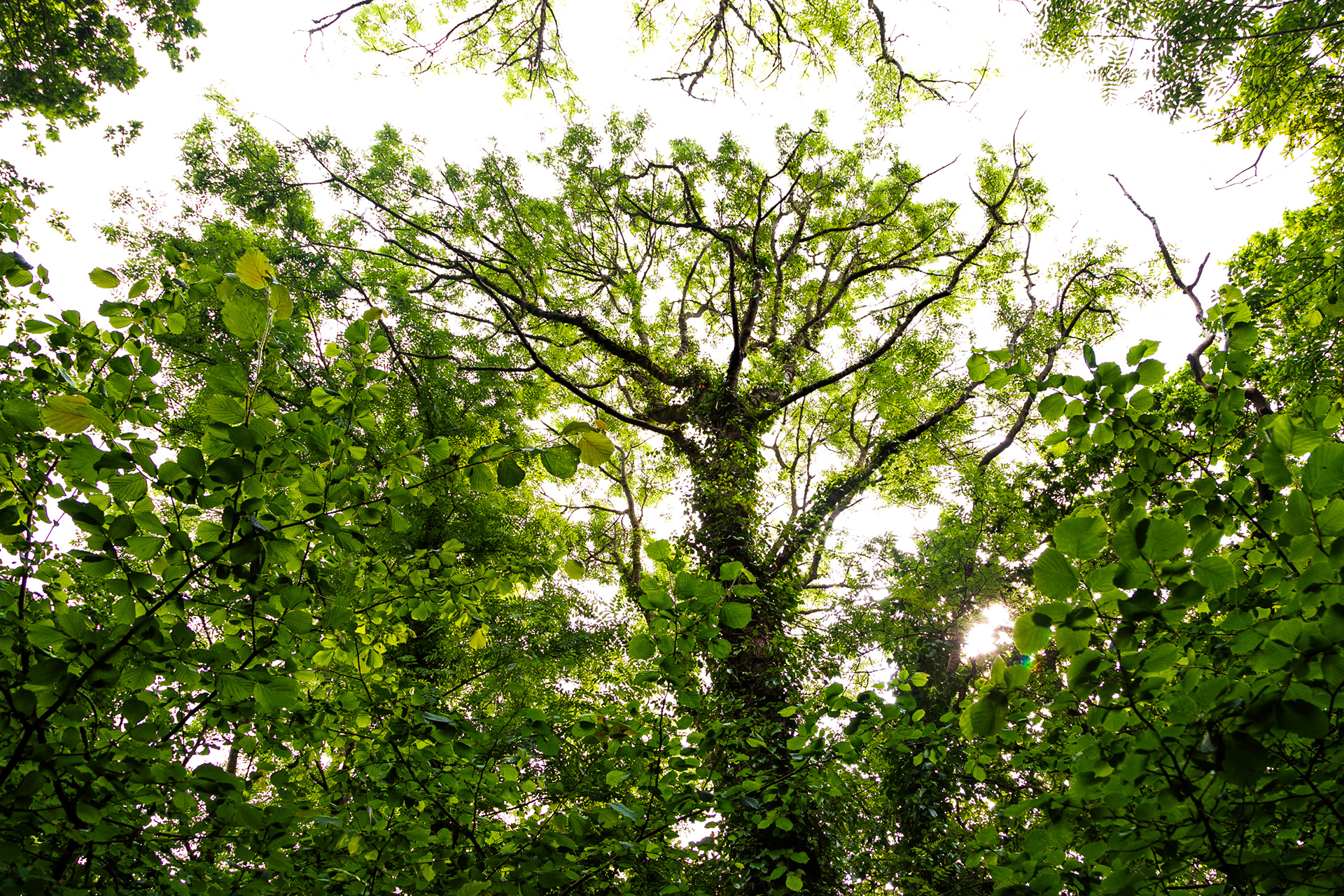 Ash showing signs of ash dieback in the tops of the tree (July 2023)