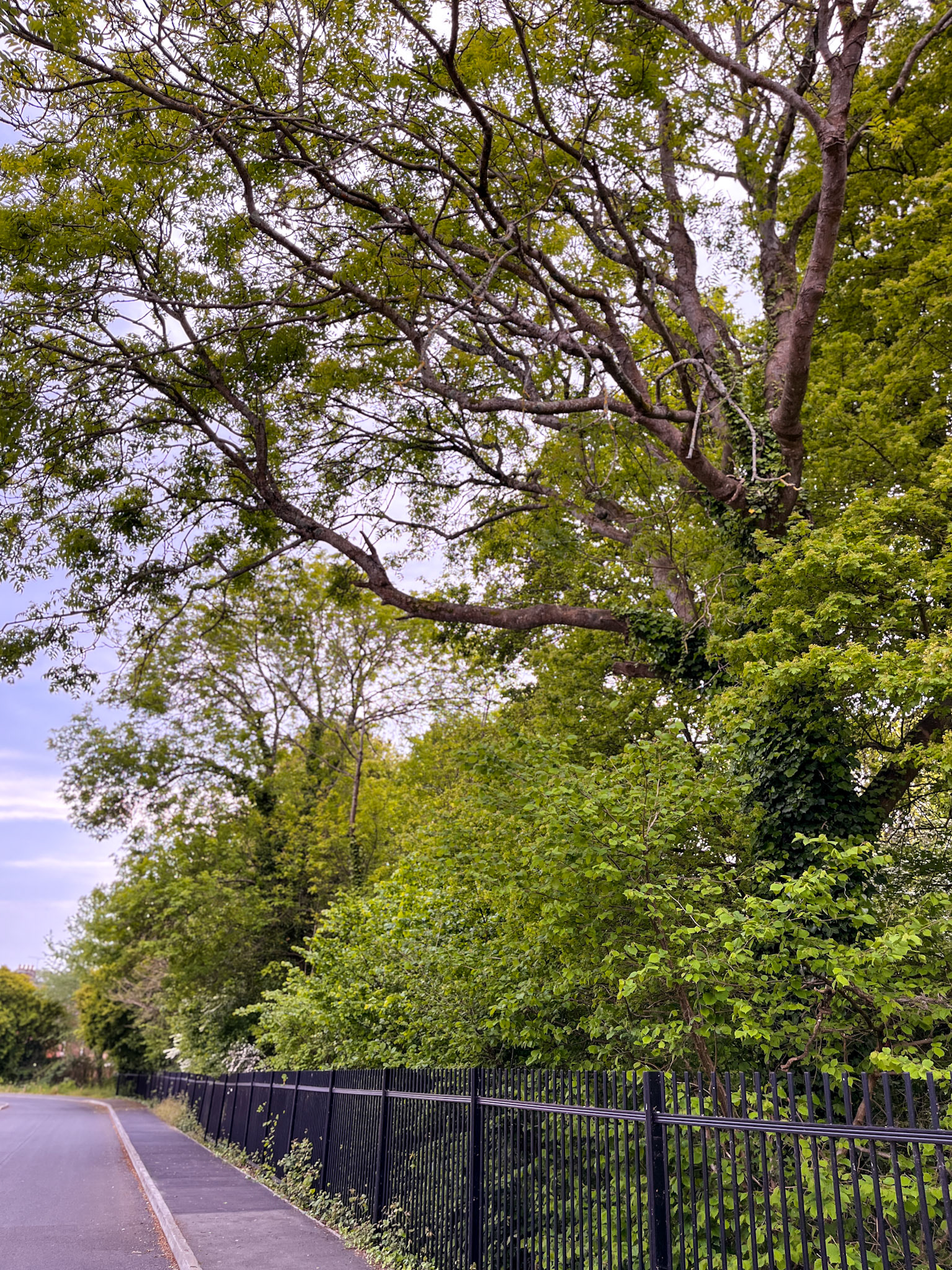Stroud Coppice from Hooke Close.