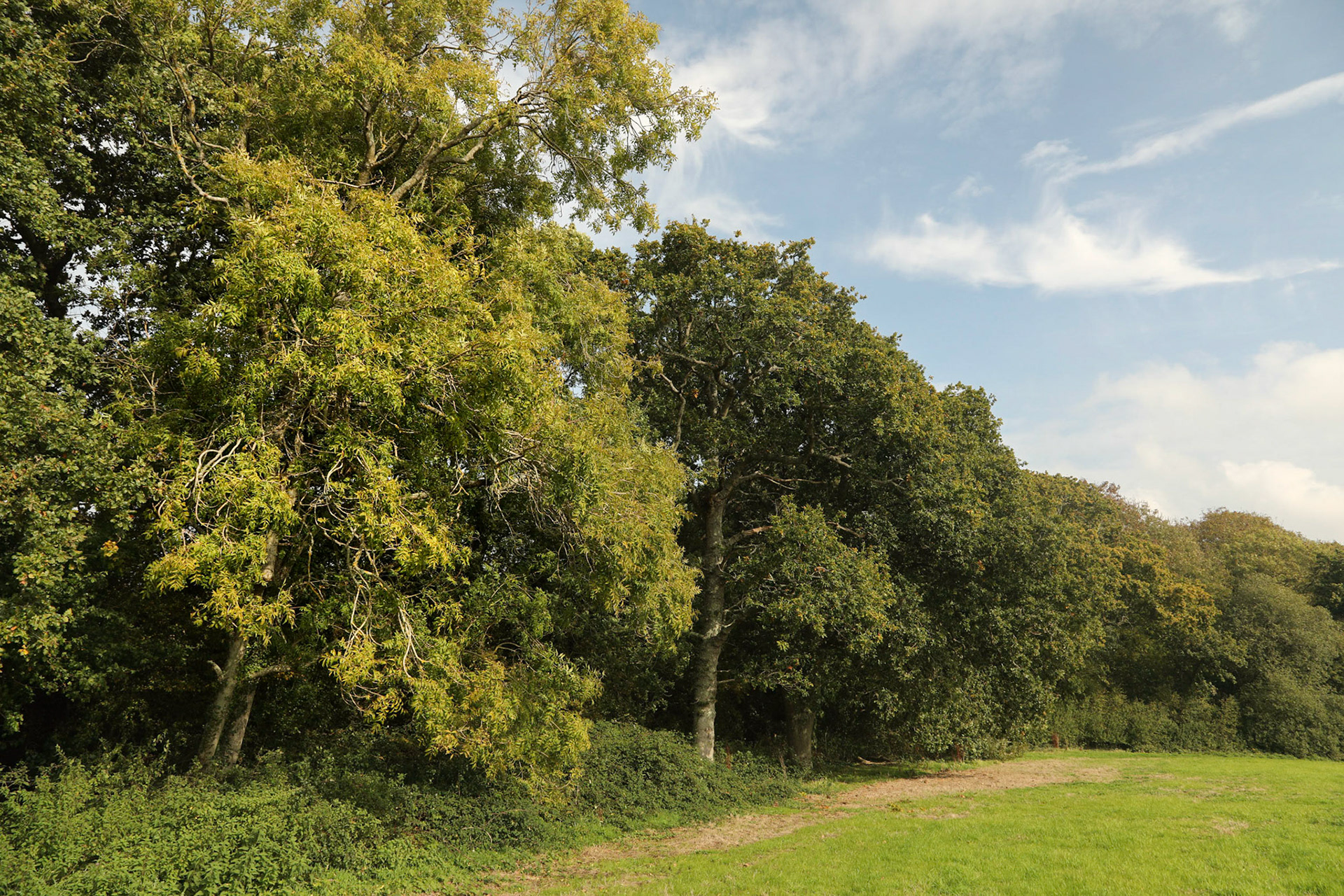 Ash in the landdscape 2017