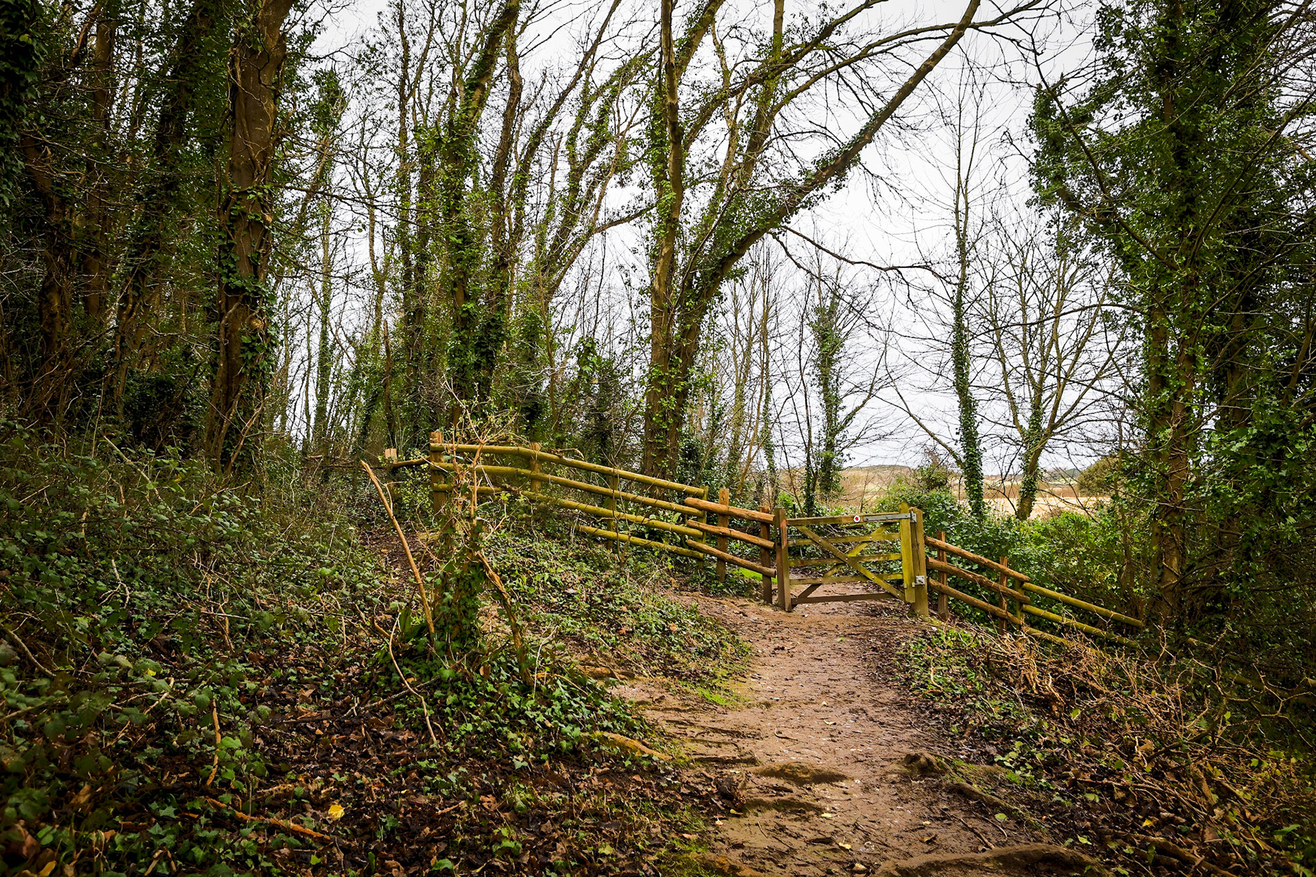 Tennyson Down before ash clearance