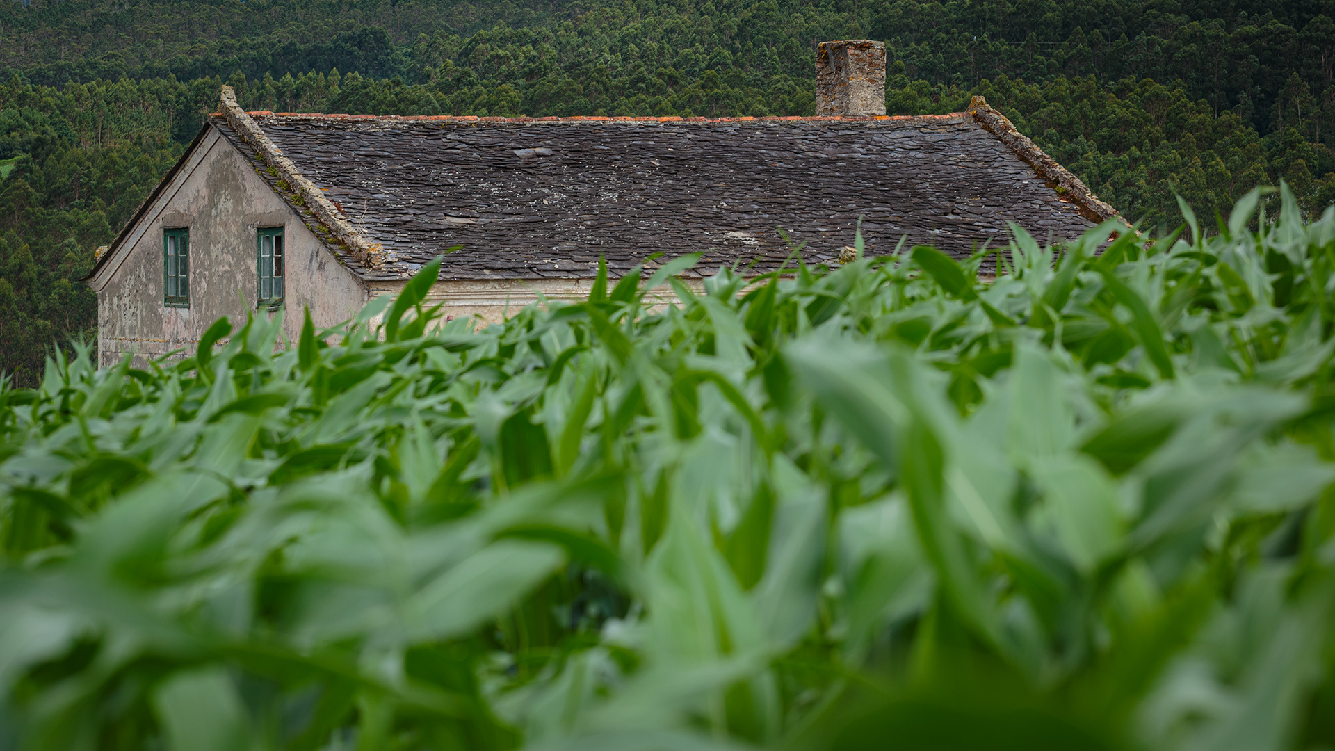 La última casa.