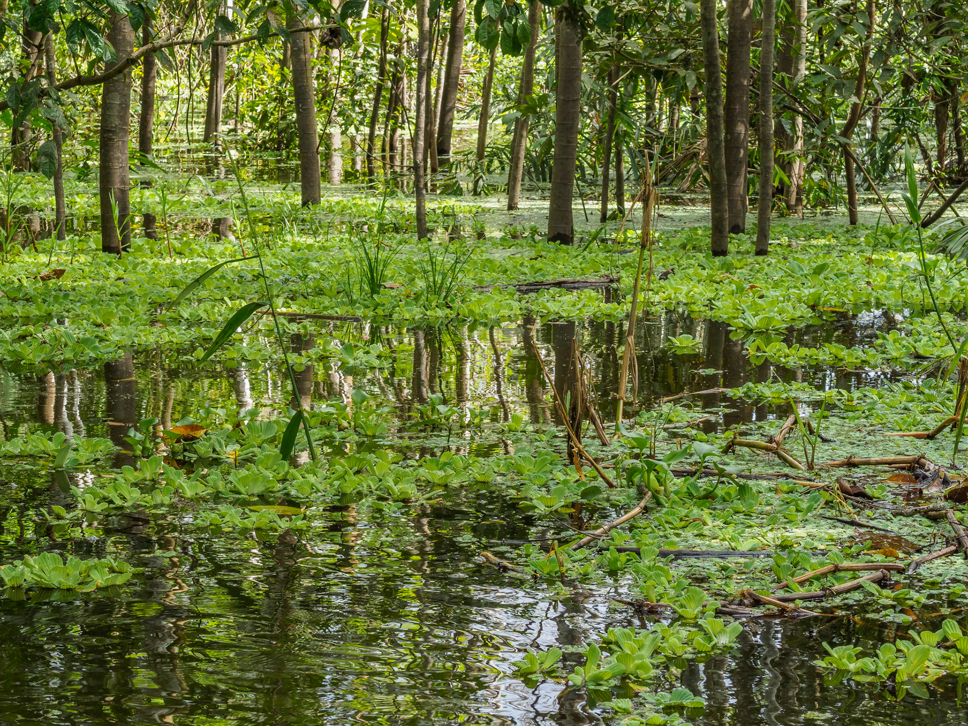 Selva amazónica