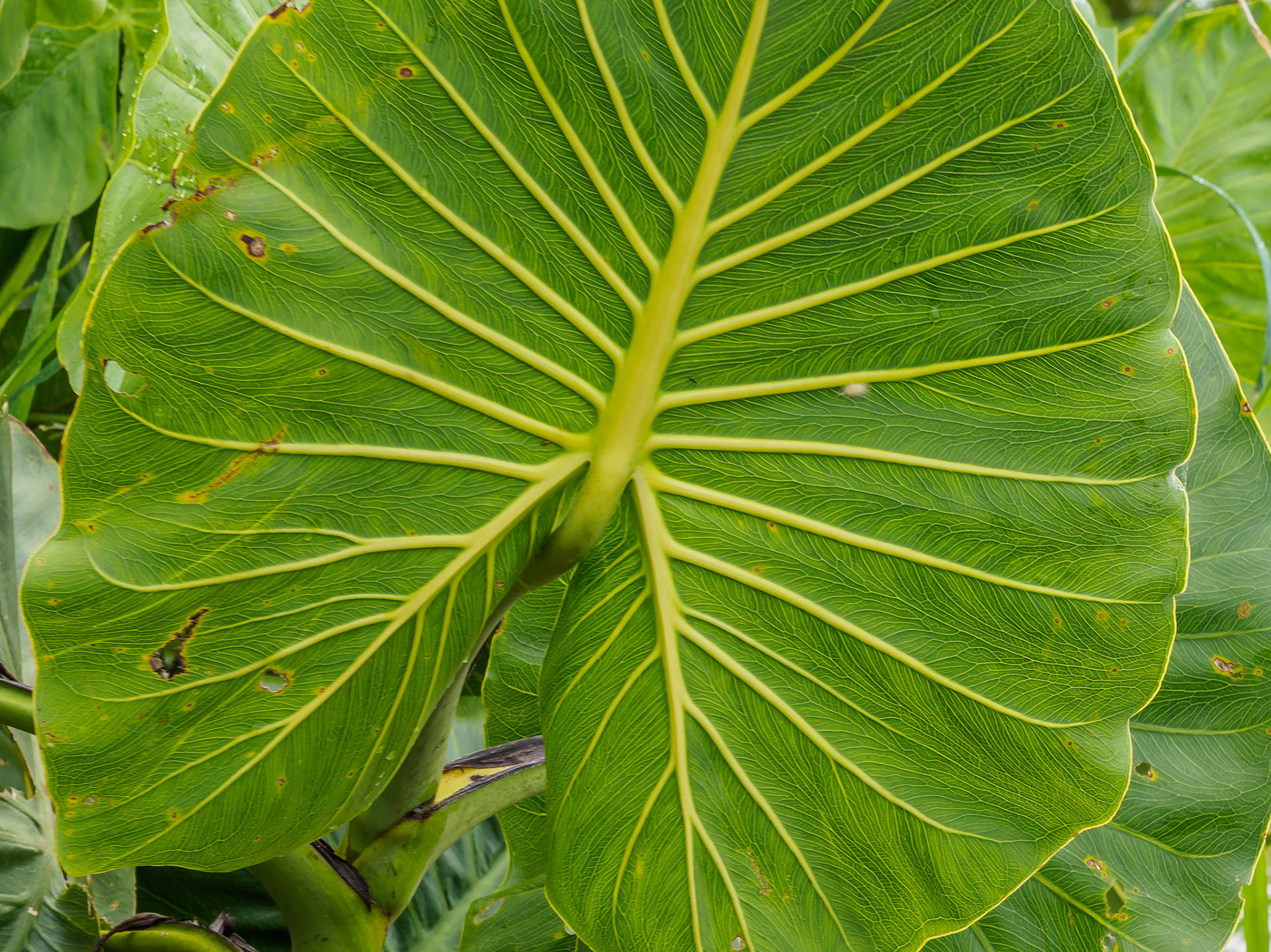 Selva amazónica