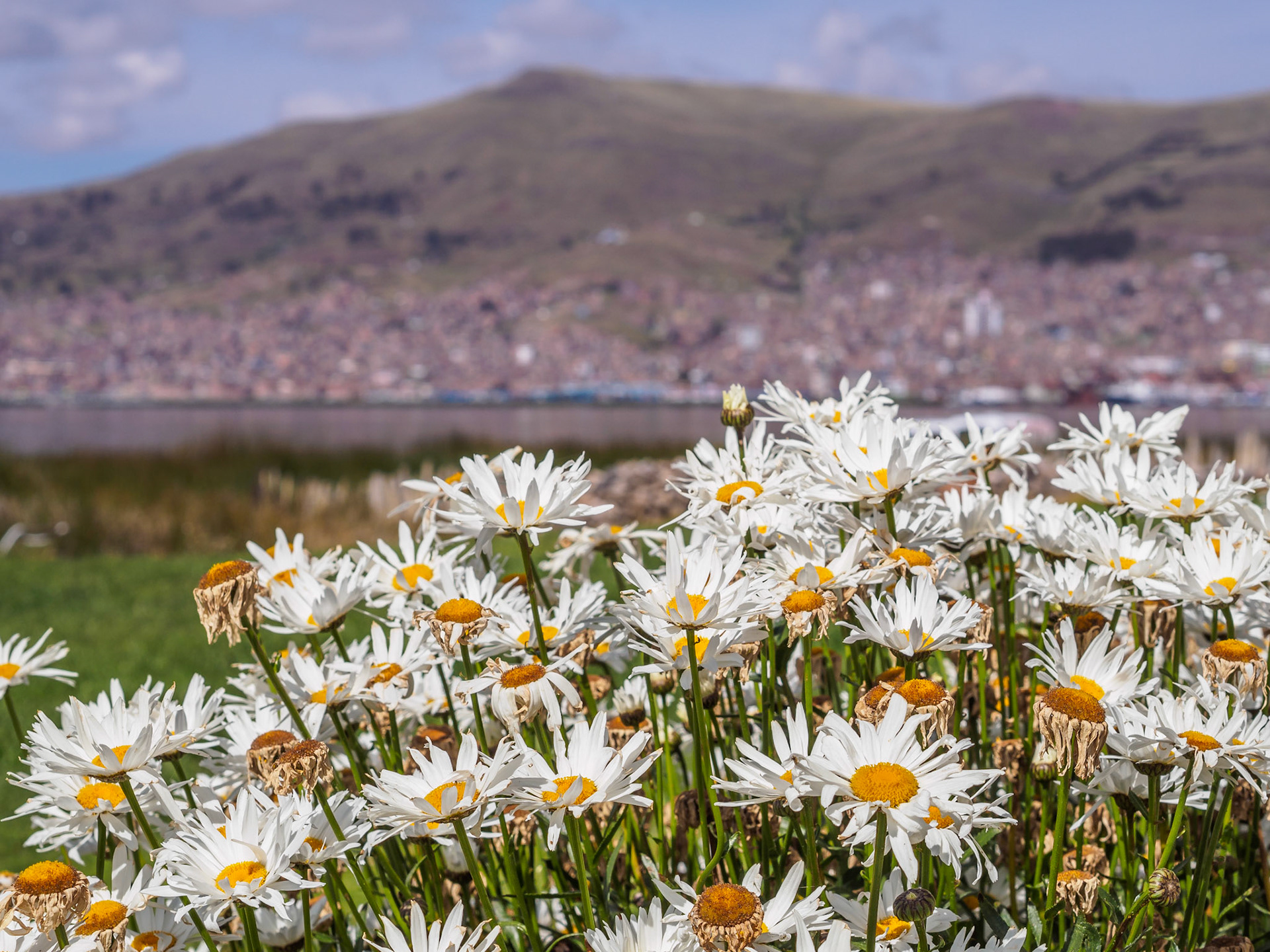 Puno