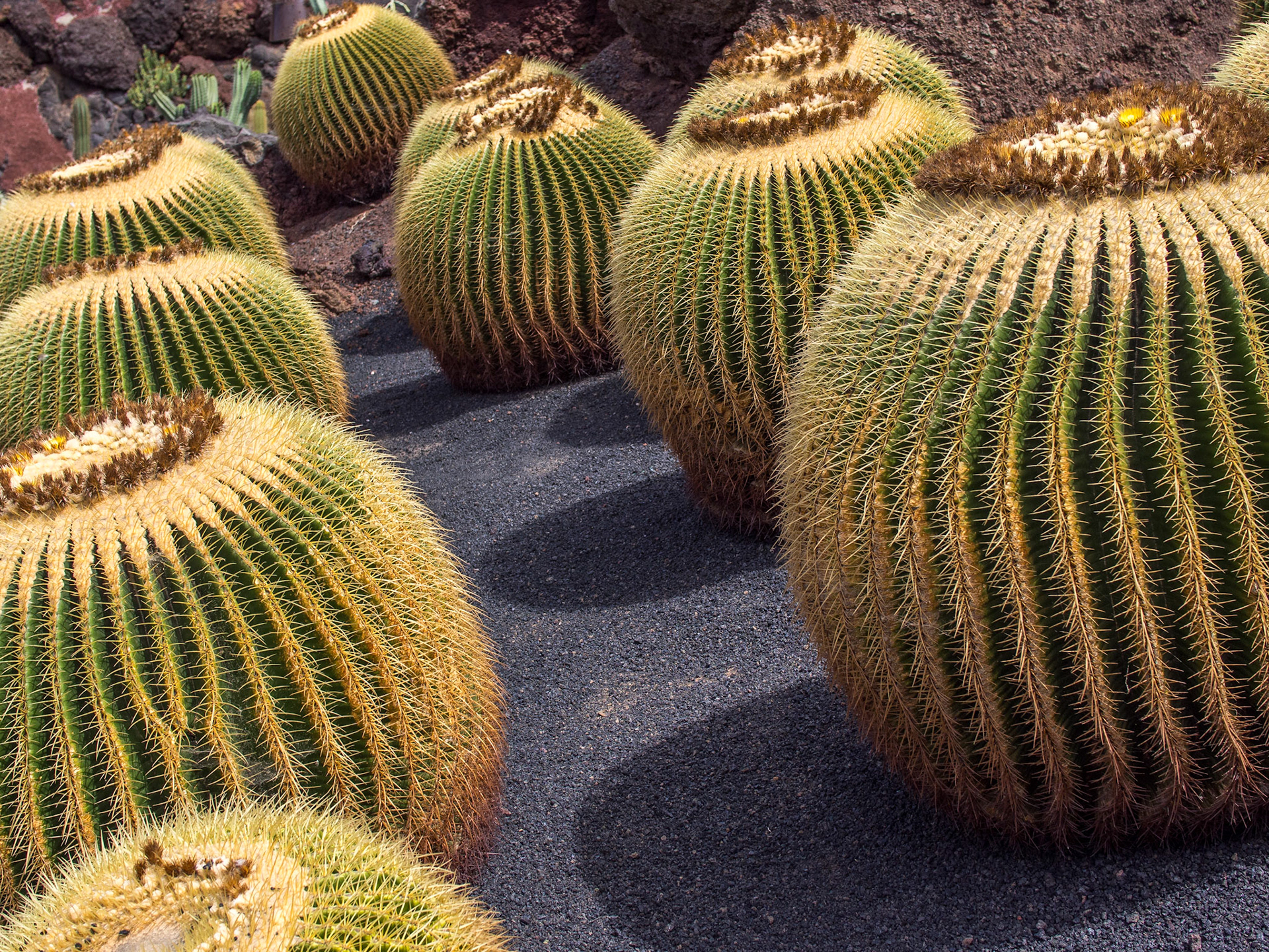 Jardín del Cactus