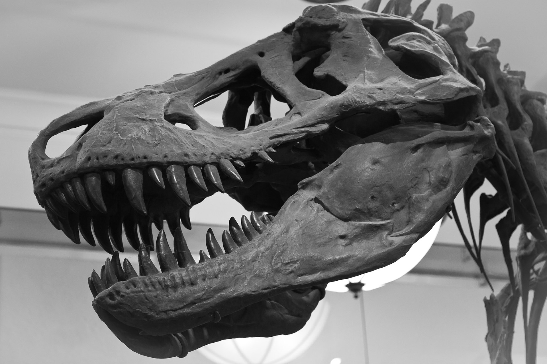 American Museum of Natural History