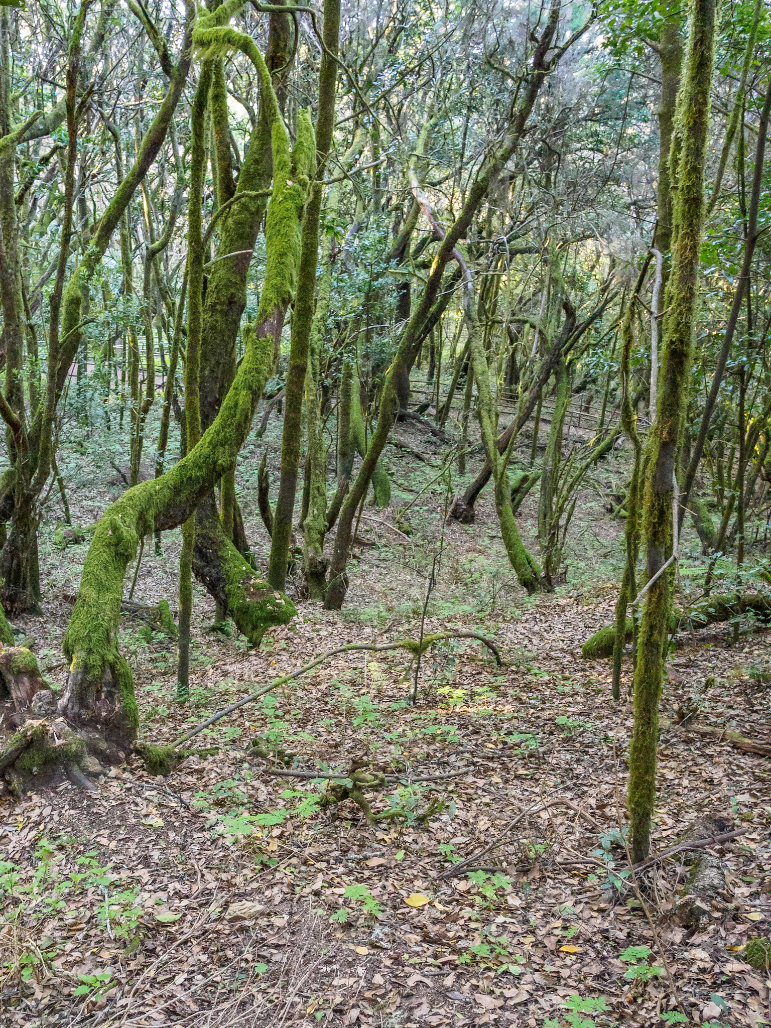 Parque Nacional de Garajonay