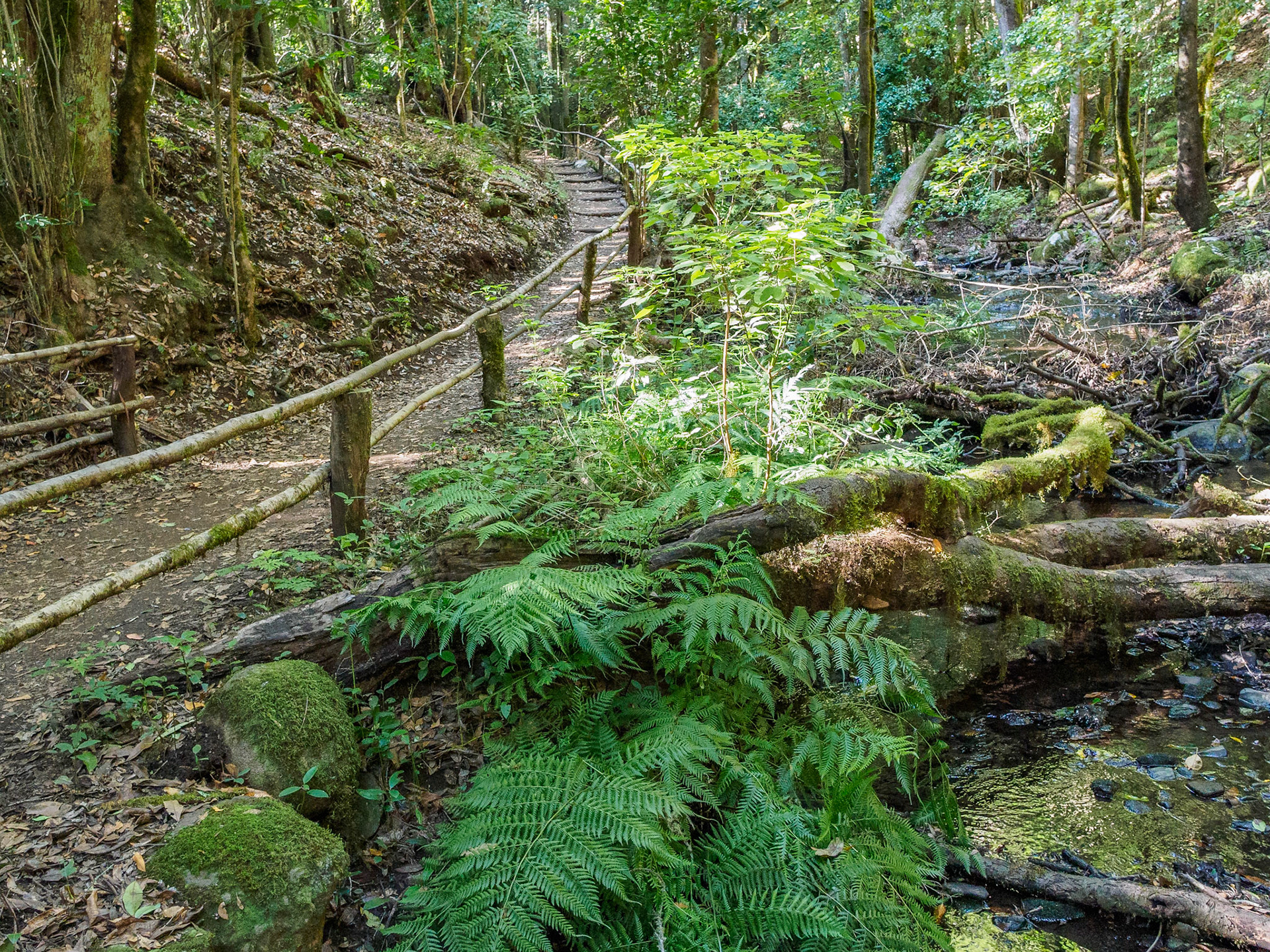 Parque Nacional de Garajonay