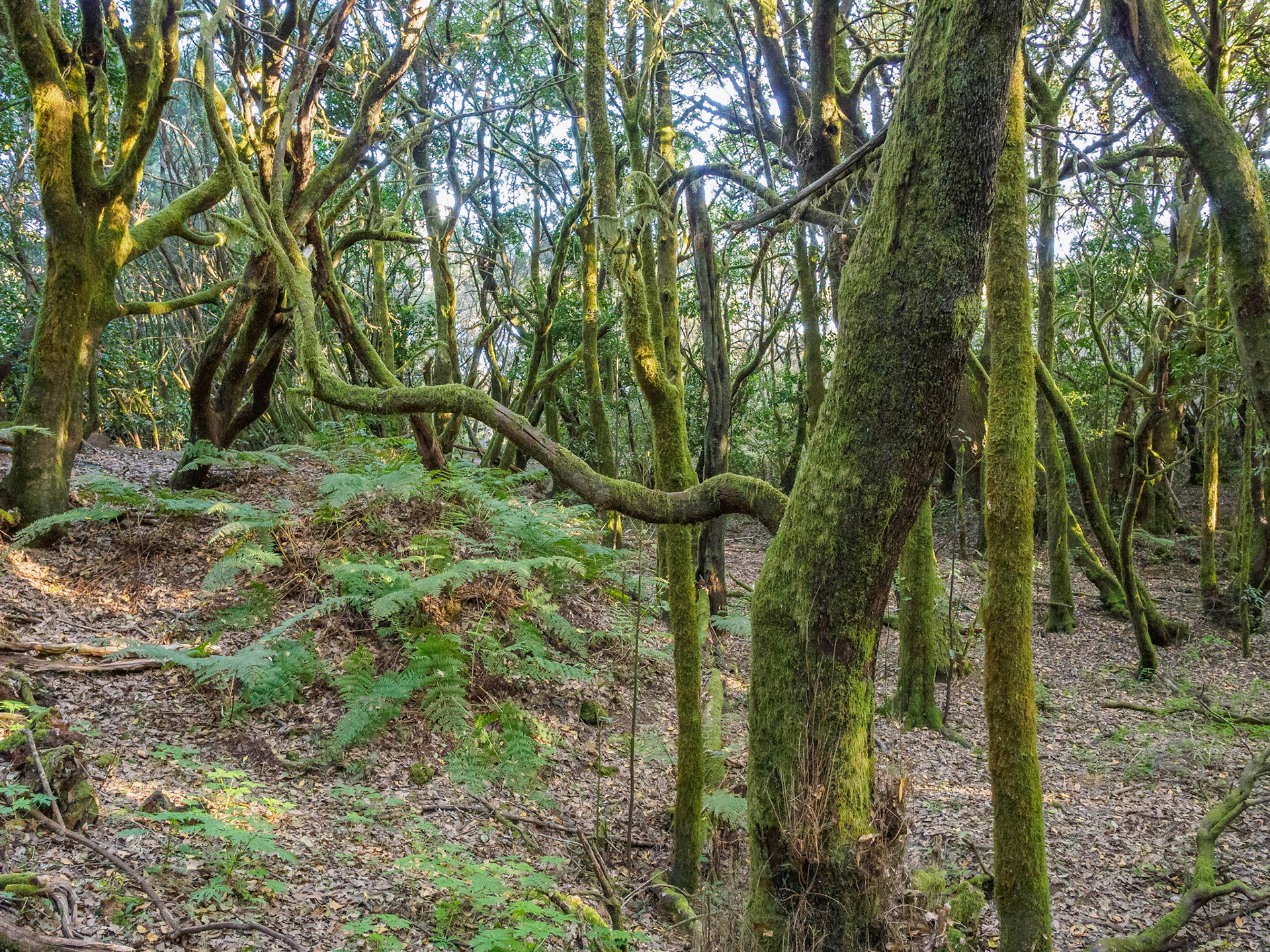 Parque Nacional de Garajonay