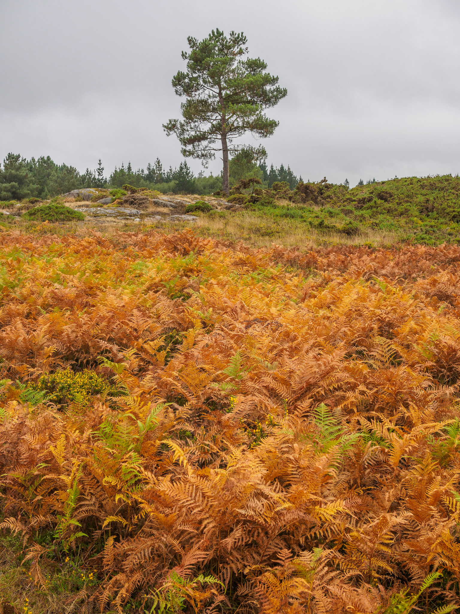 De Seixón a Sobrado dos Monxes