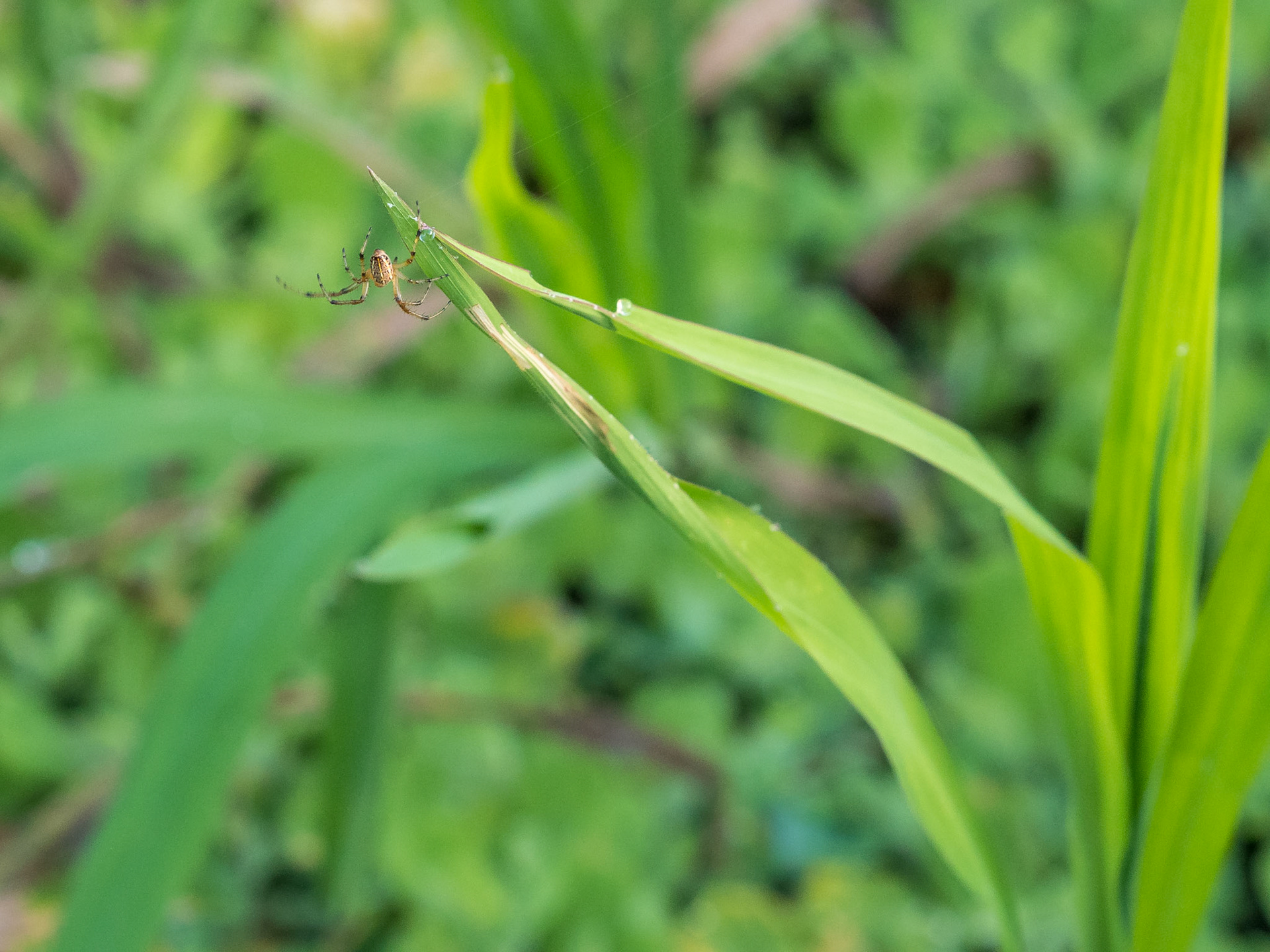 Selva amazónica