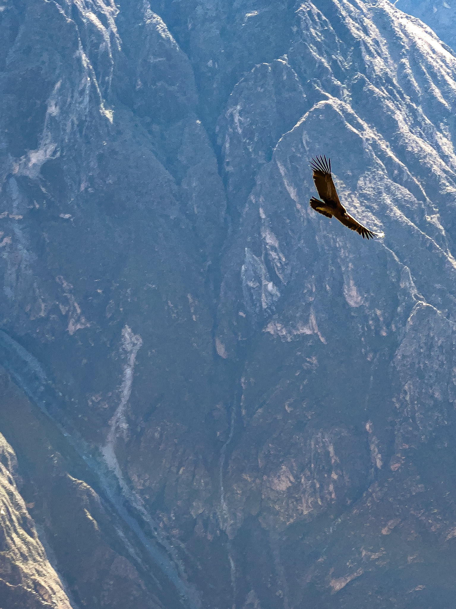 Cóndor en el Cañón del Colca