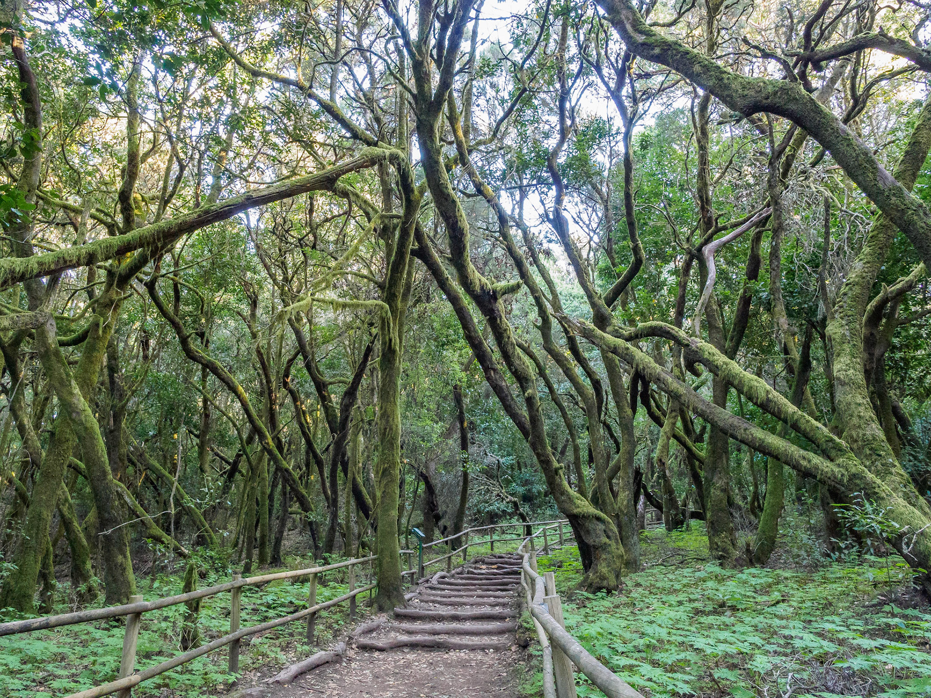 Parque Nacional de Garajonay