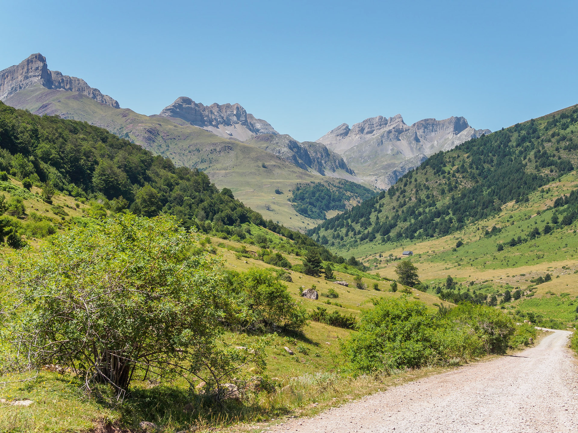 Selva de Oza
