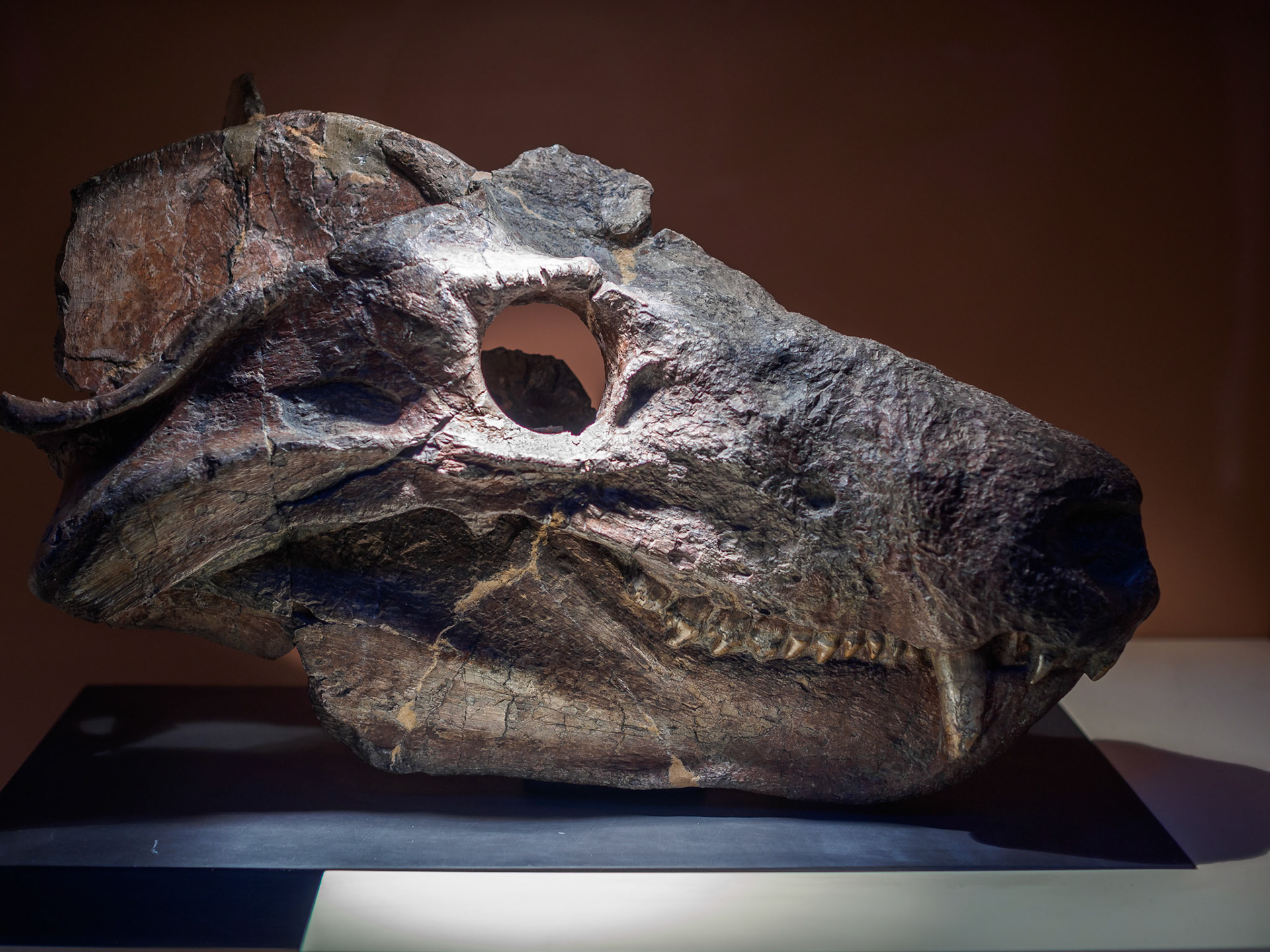 Natural History Museum