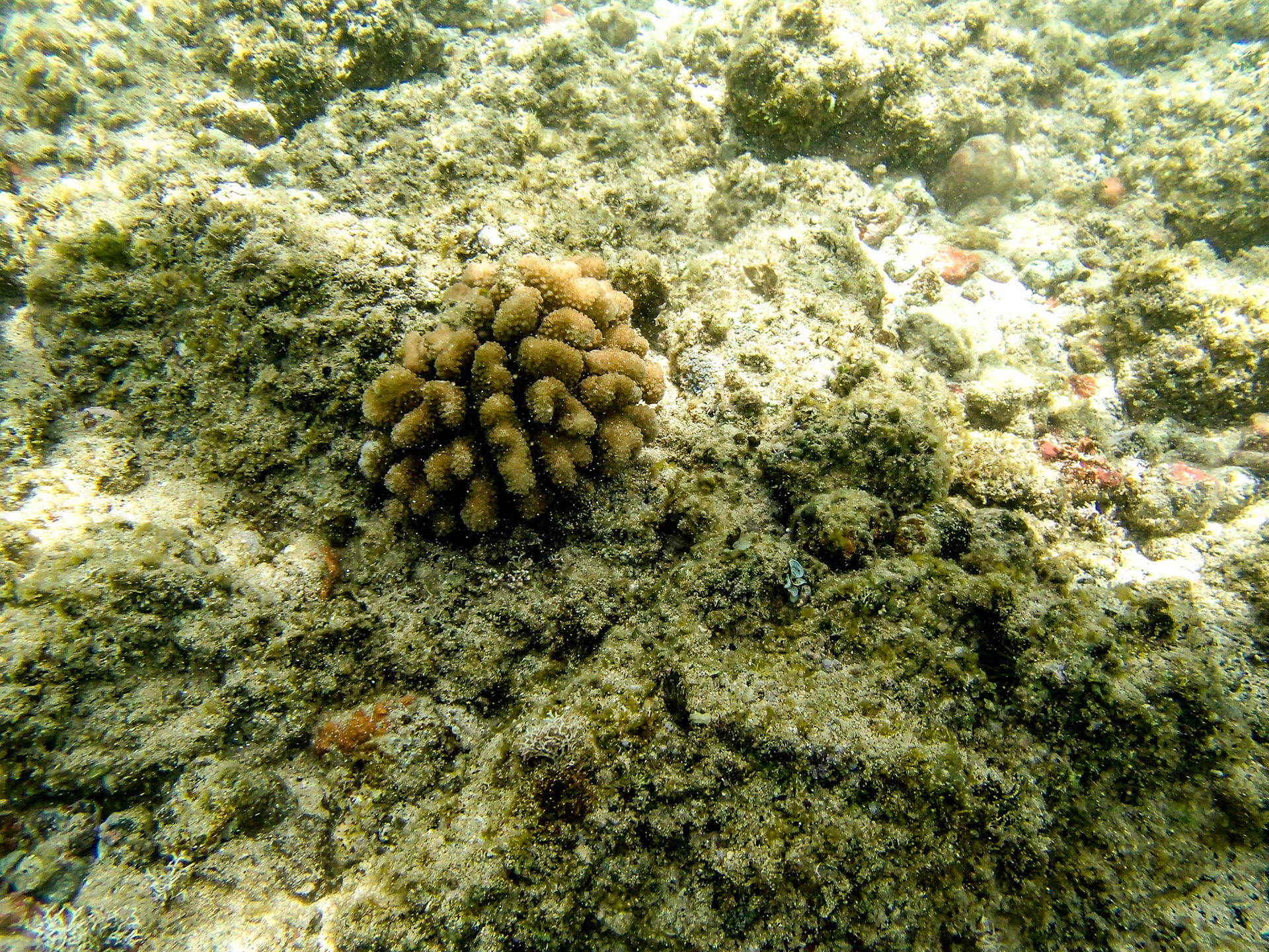 Snorkel en Ke'e Beach