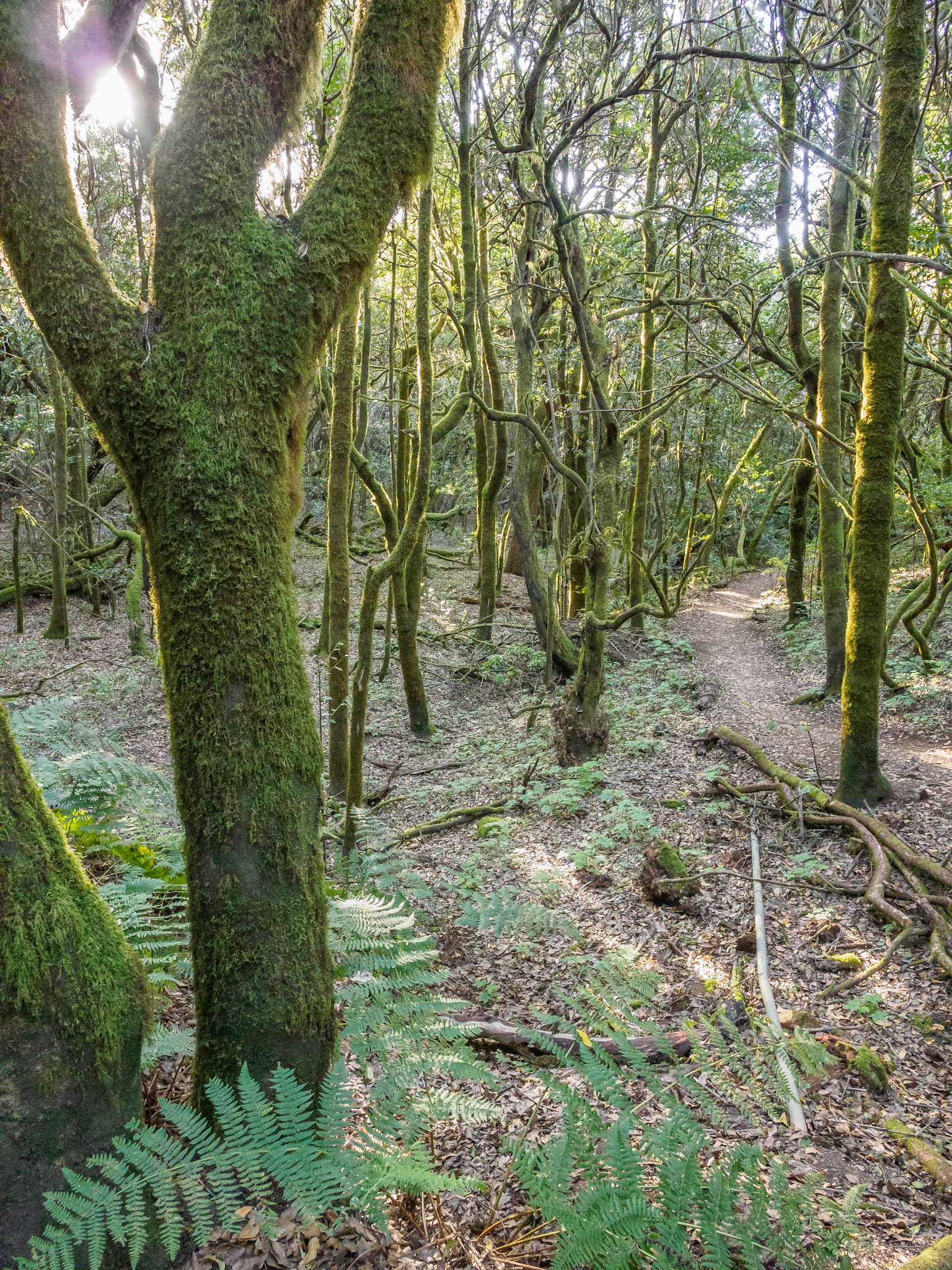 Parque Nacional de Garajonay