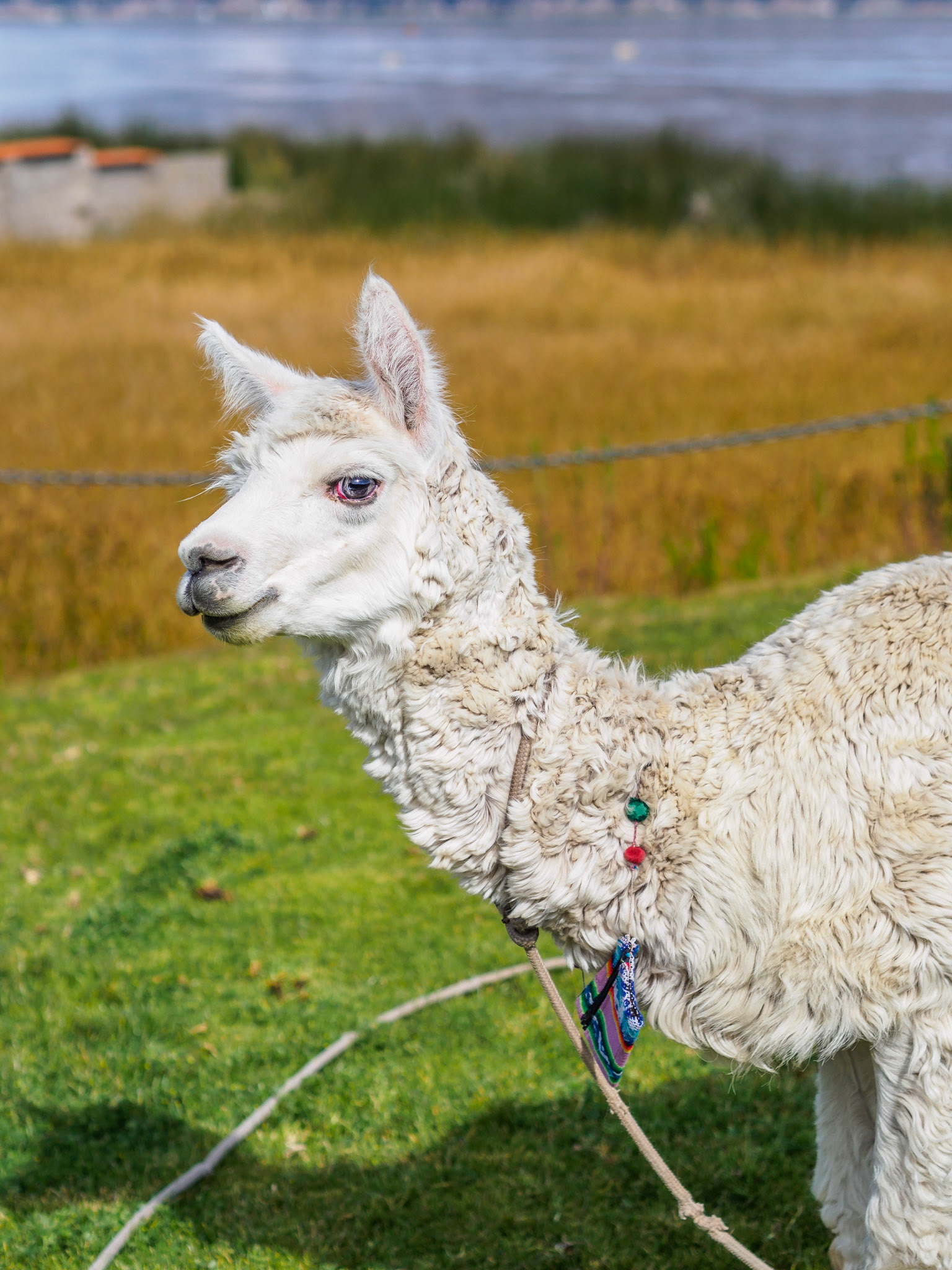 Alpaca
