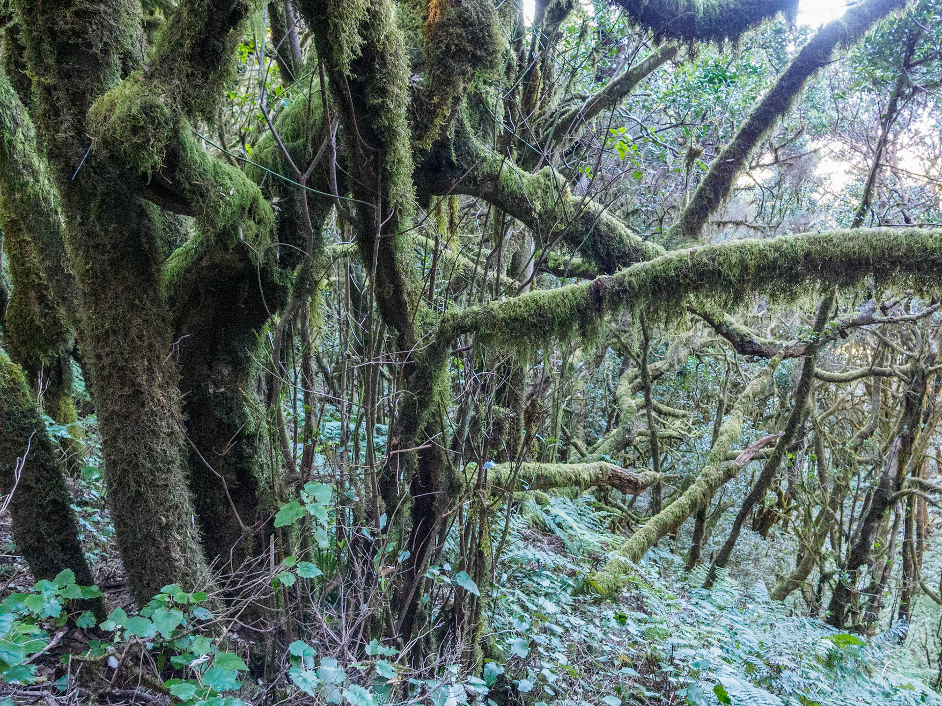 Parque Nacional de Garajonay