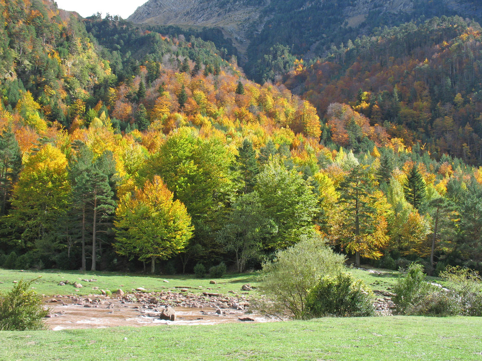 Selva de Oza
