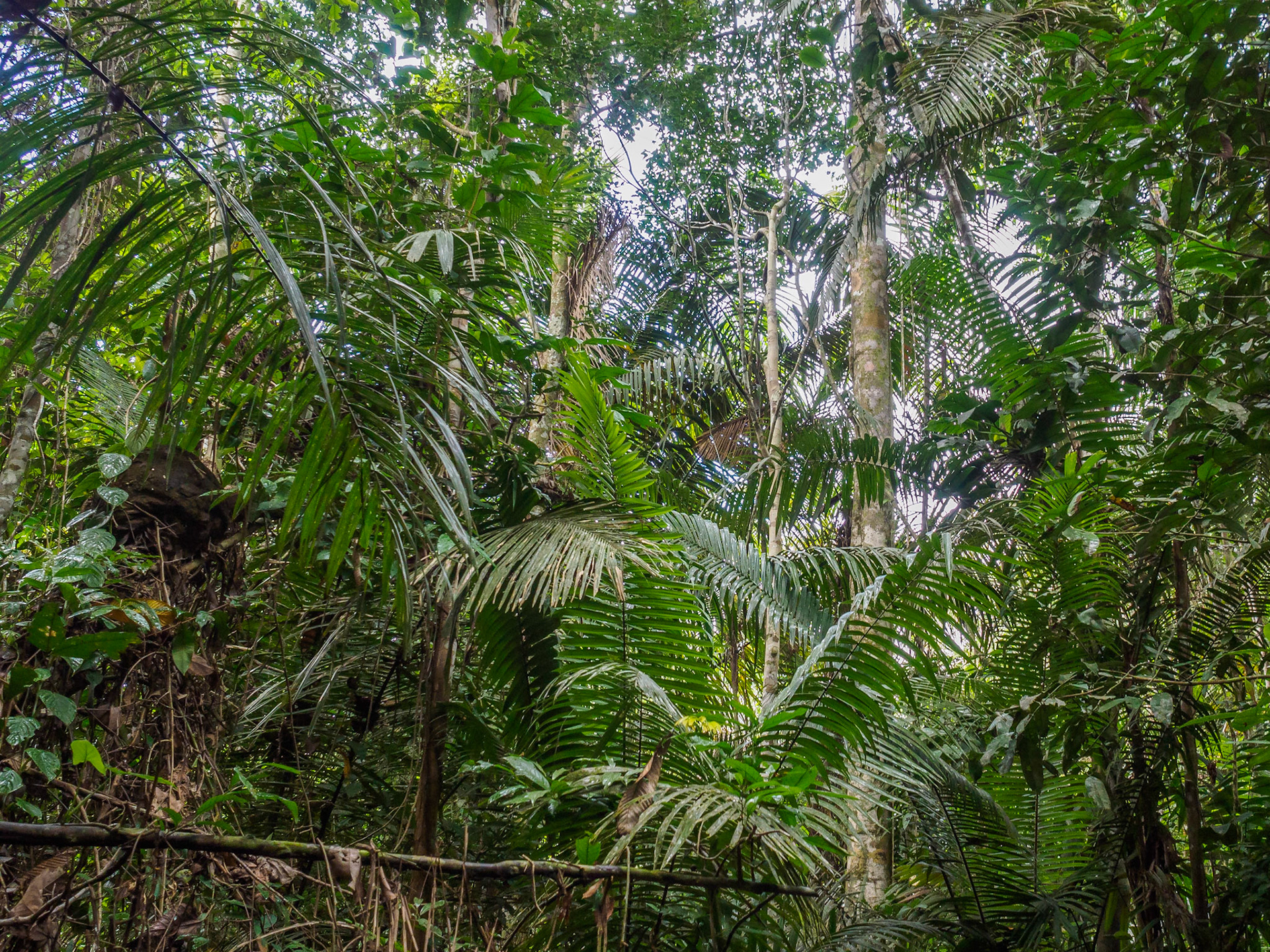 Selva amazónica
