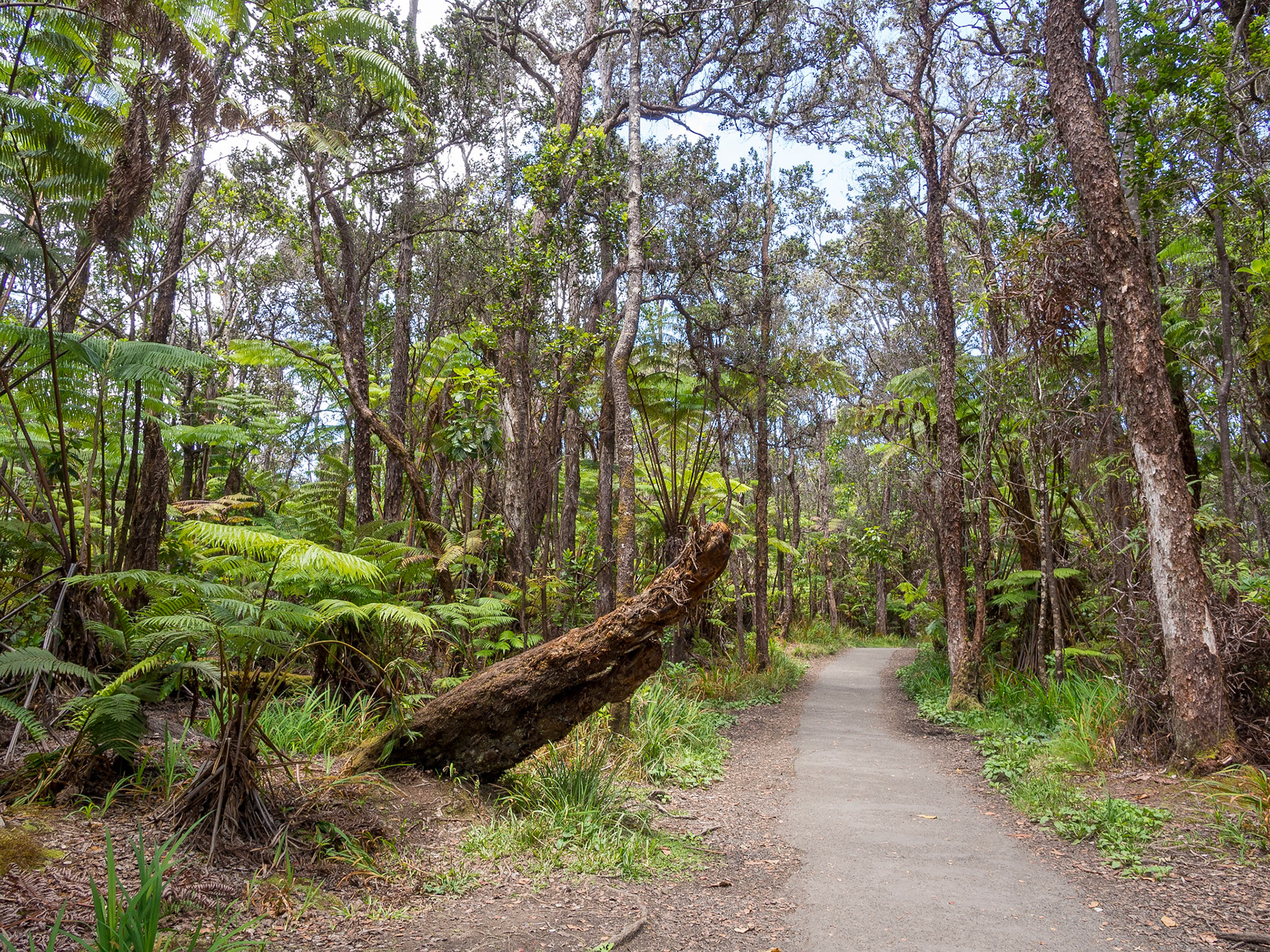 Kīlauea Iki Trail