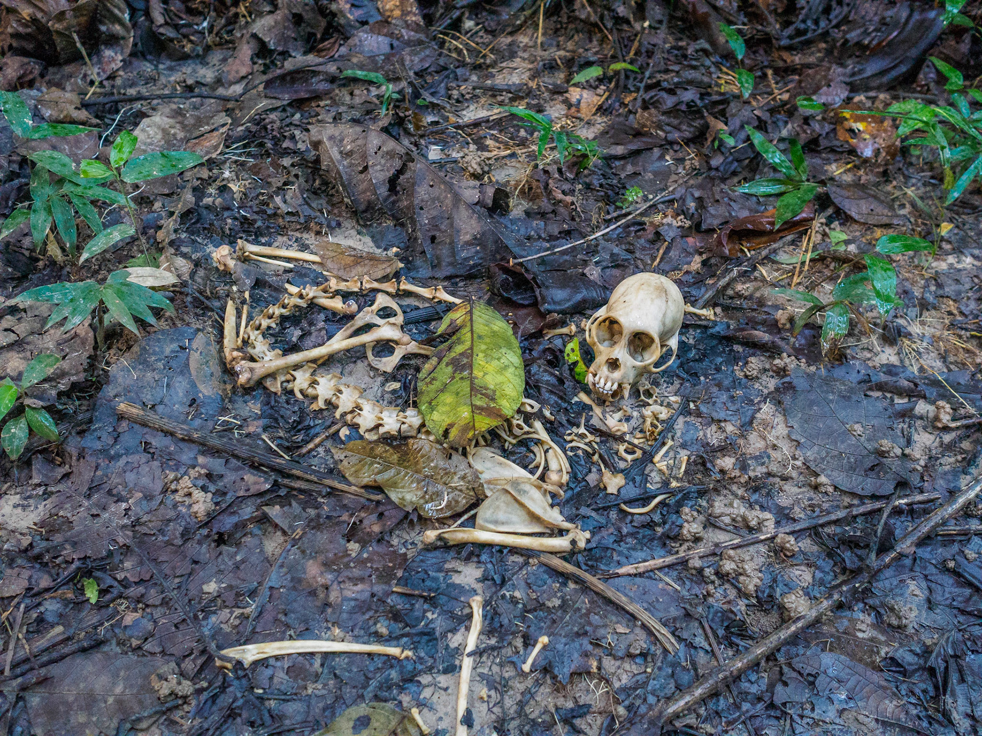 Selva amazónica