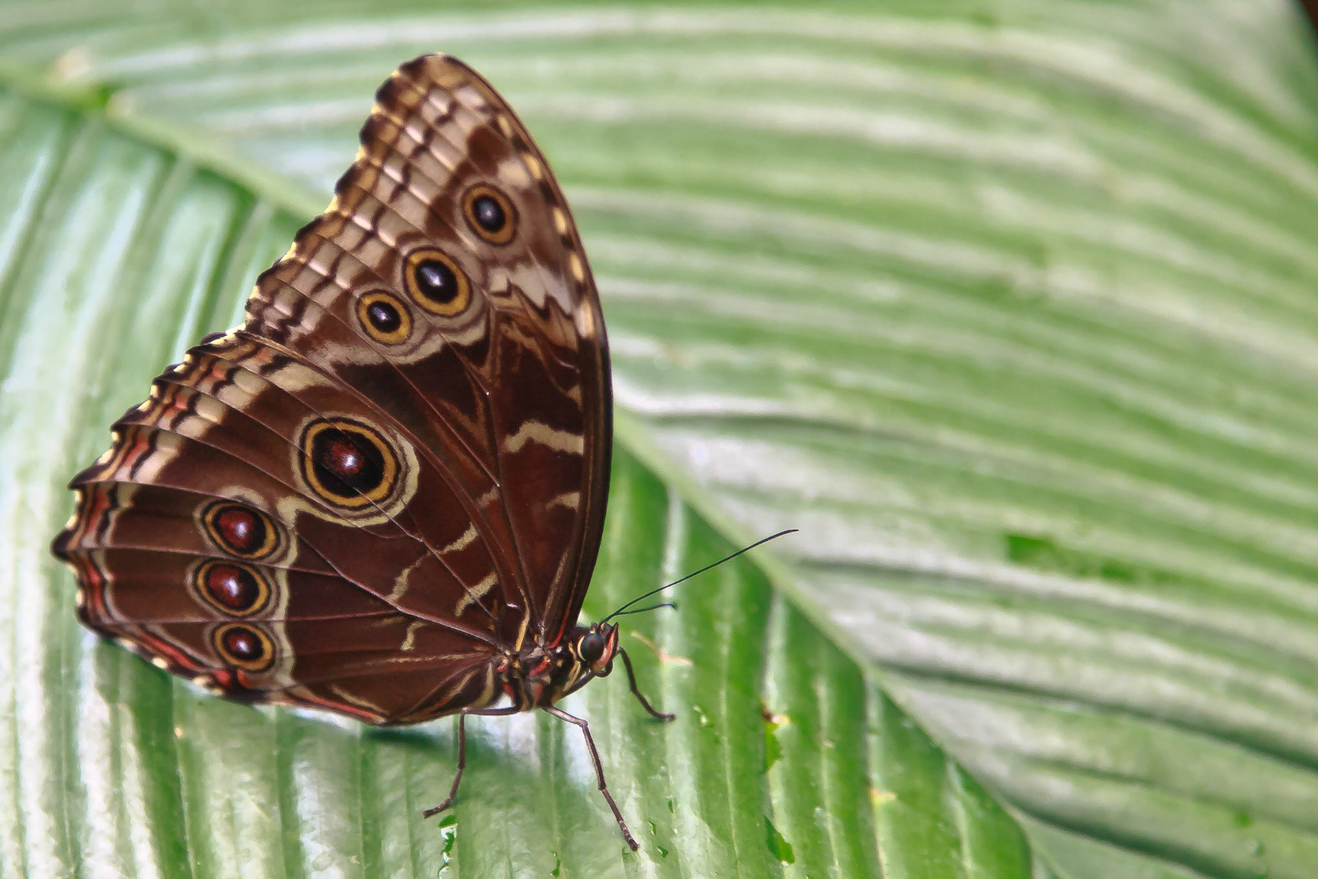 Mariposario de Icod