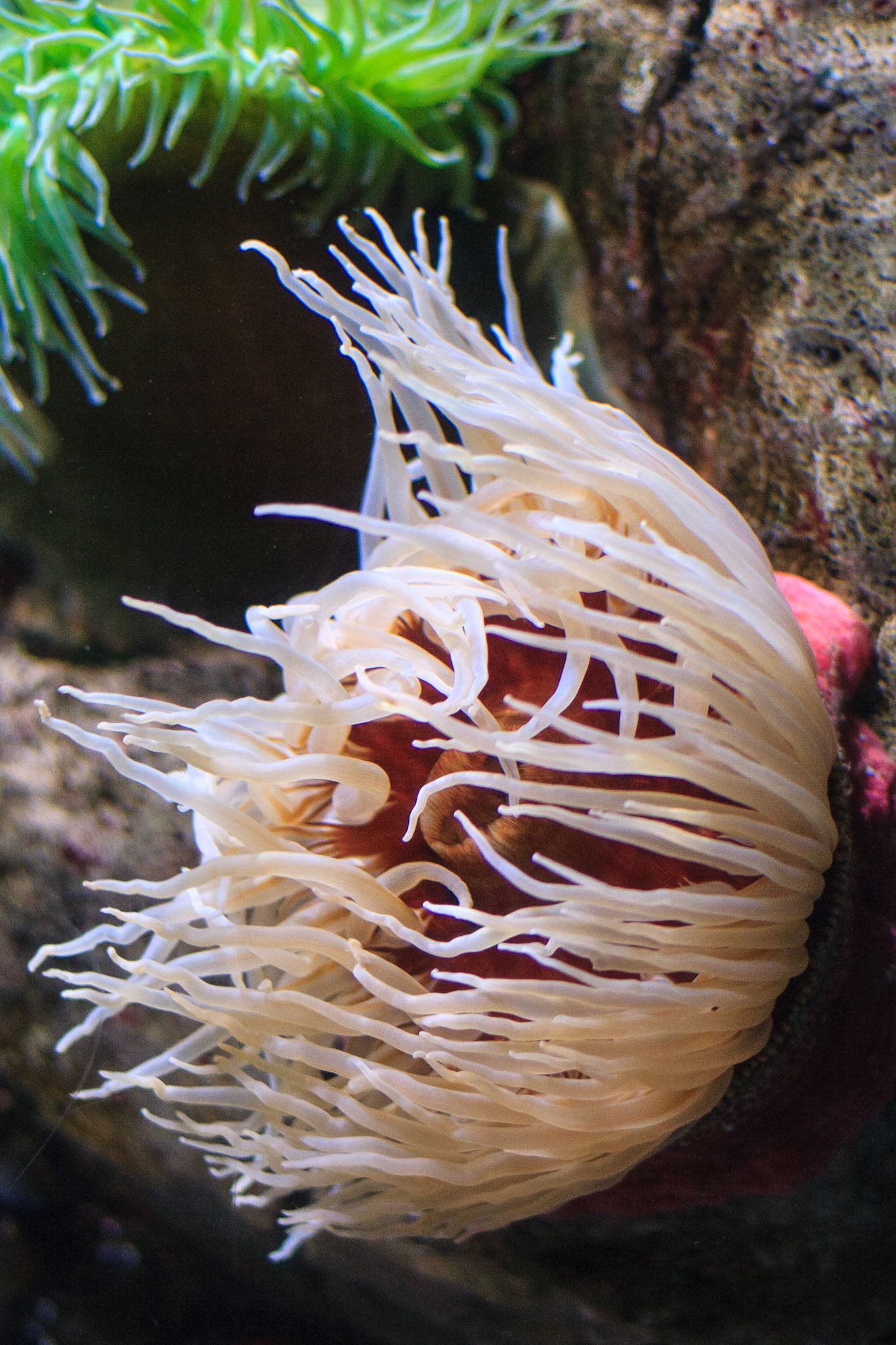 Anémona en el Oceanario de Lisboa