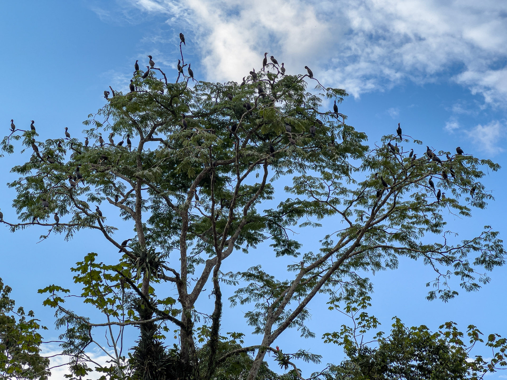 Cormoranes