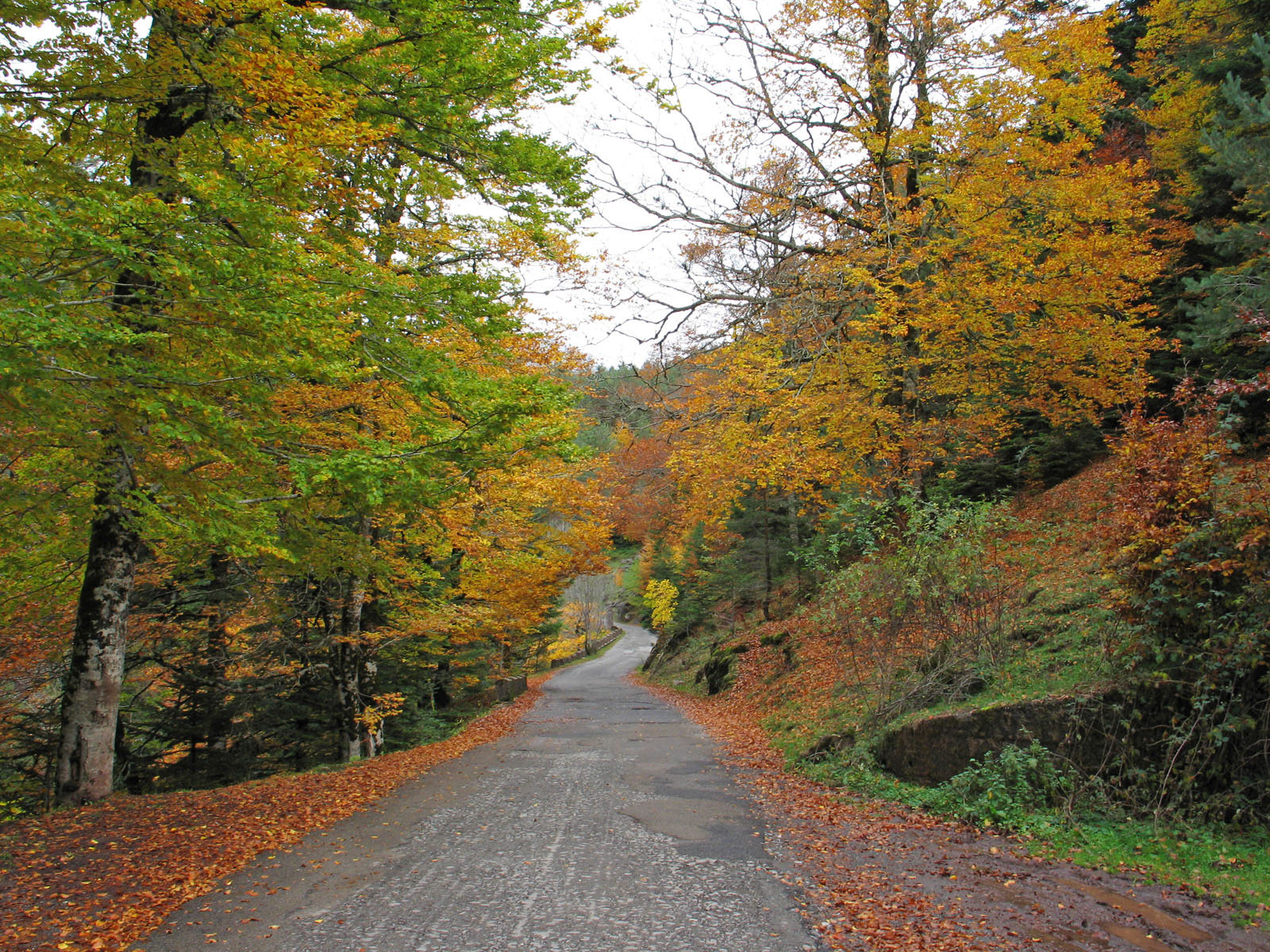 Selva de Oza