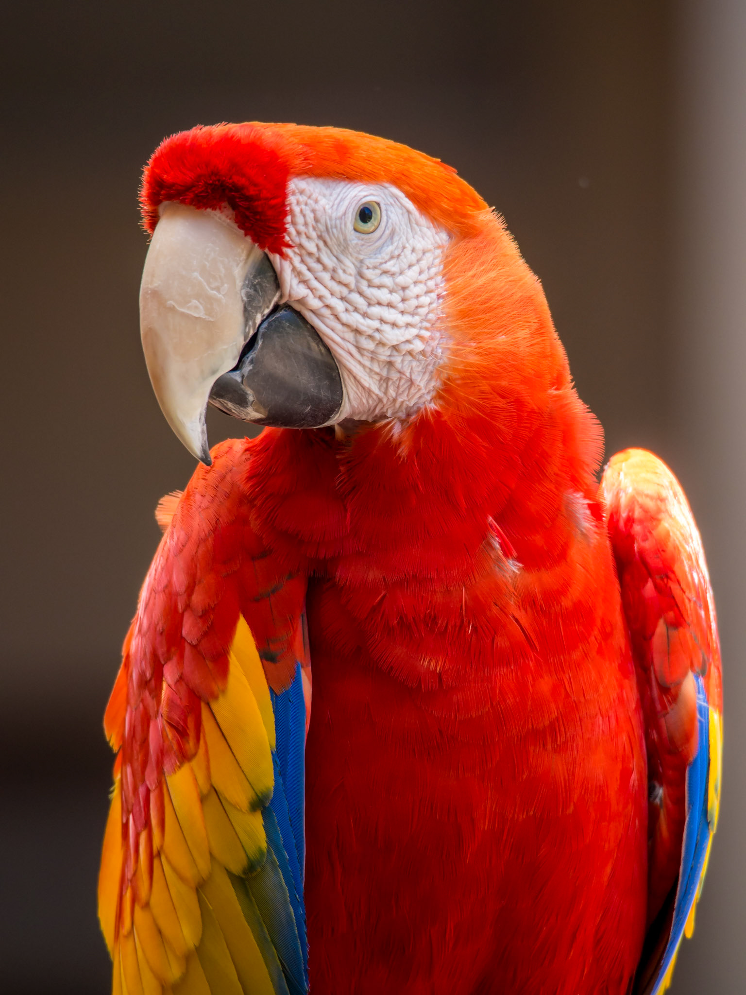 Guacamayo en el Hilton Waikoloa