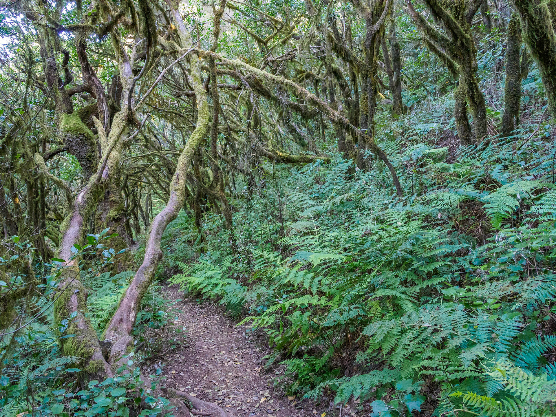 Parque Nacional de Garajonay