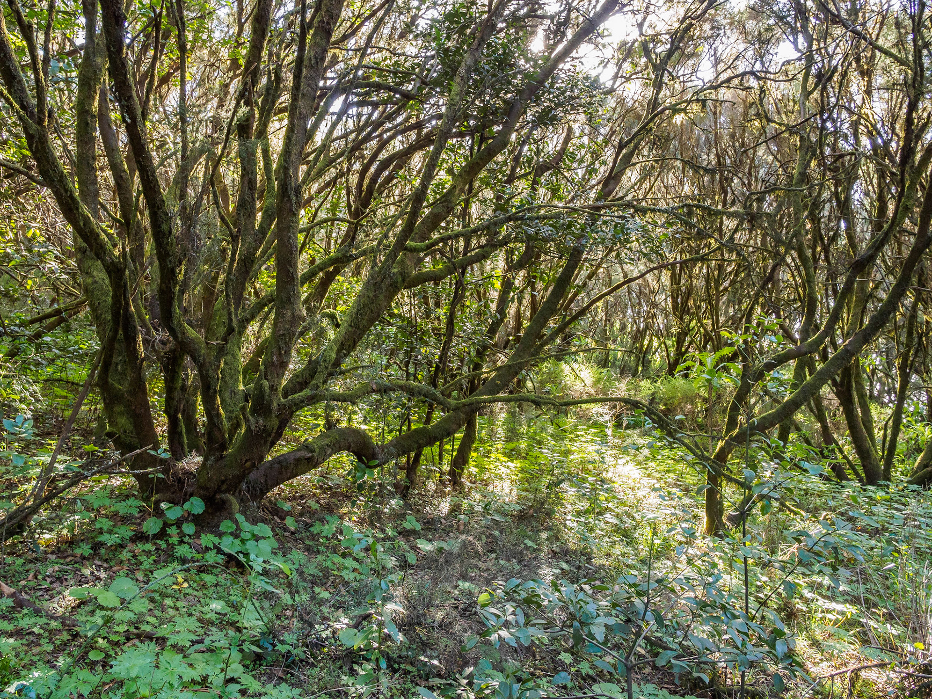 Parque Nacional de Garajonay