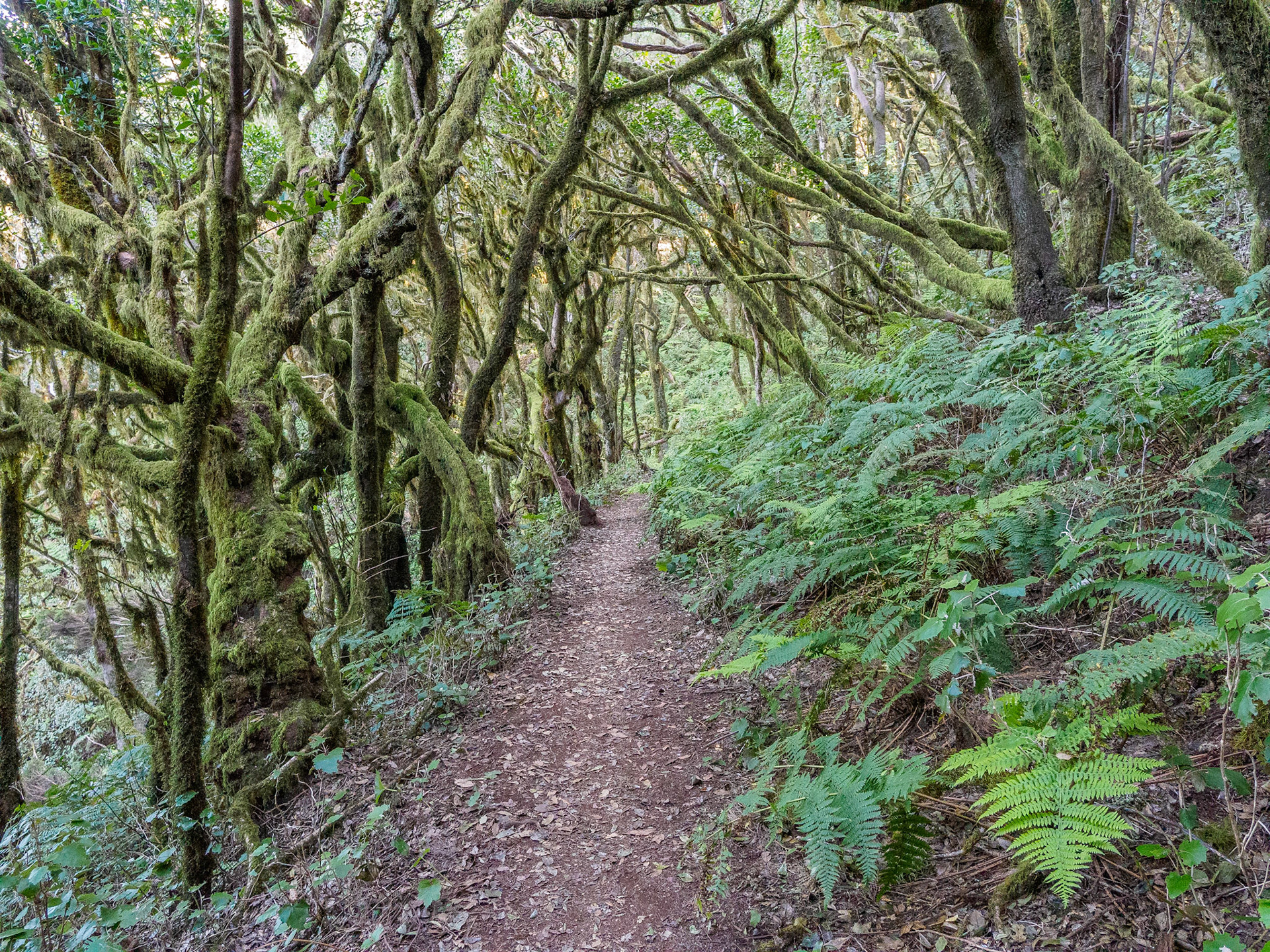 Parque Nacional de Garajonay
