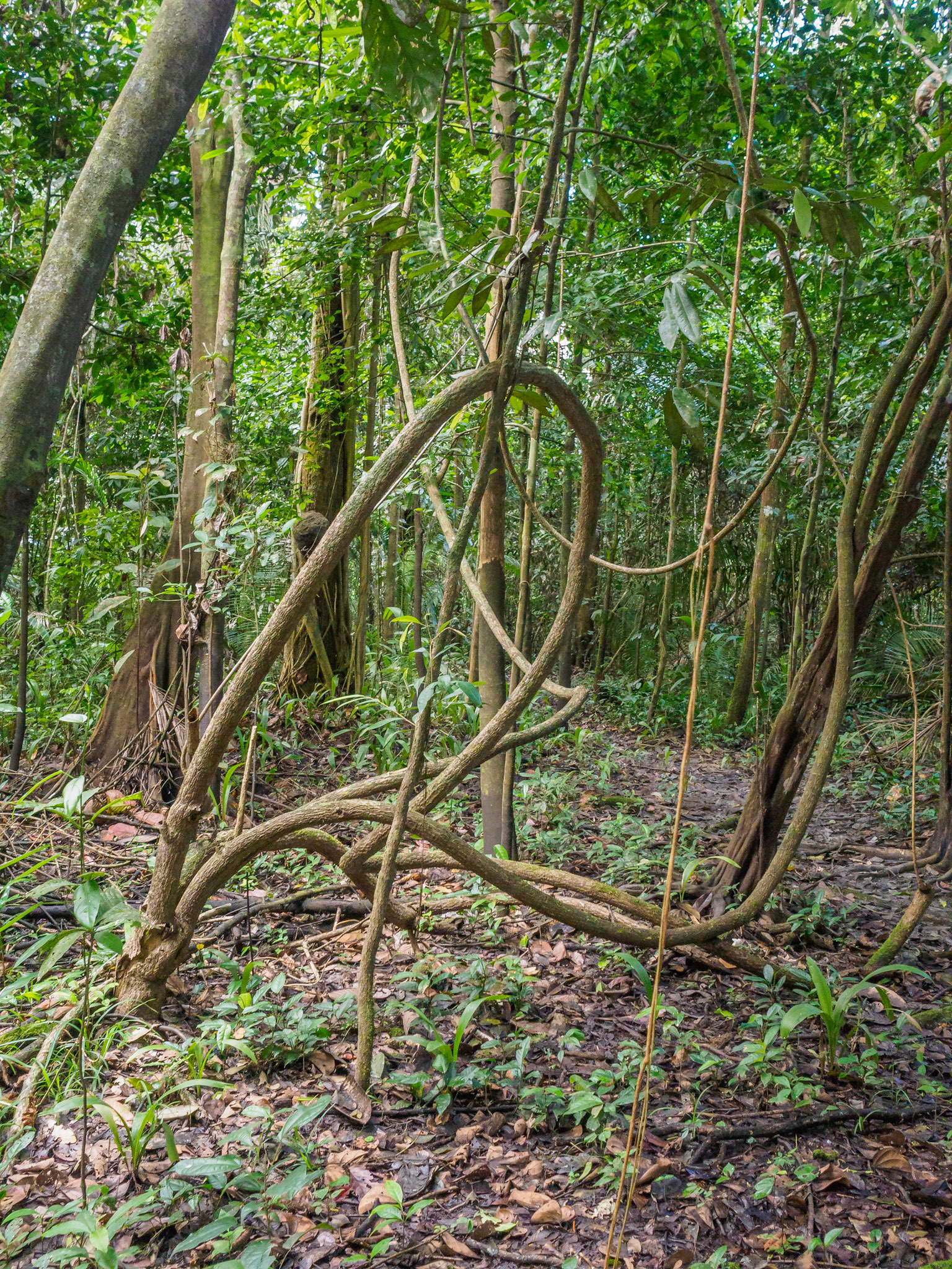 Selva amazónica
