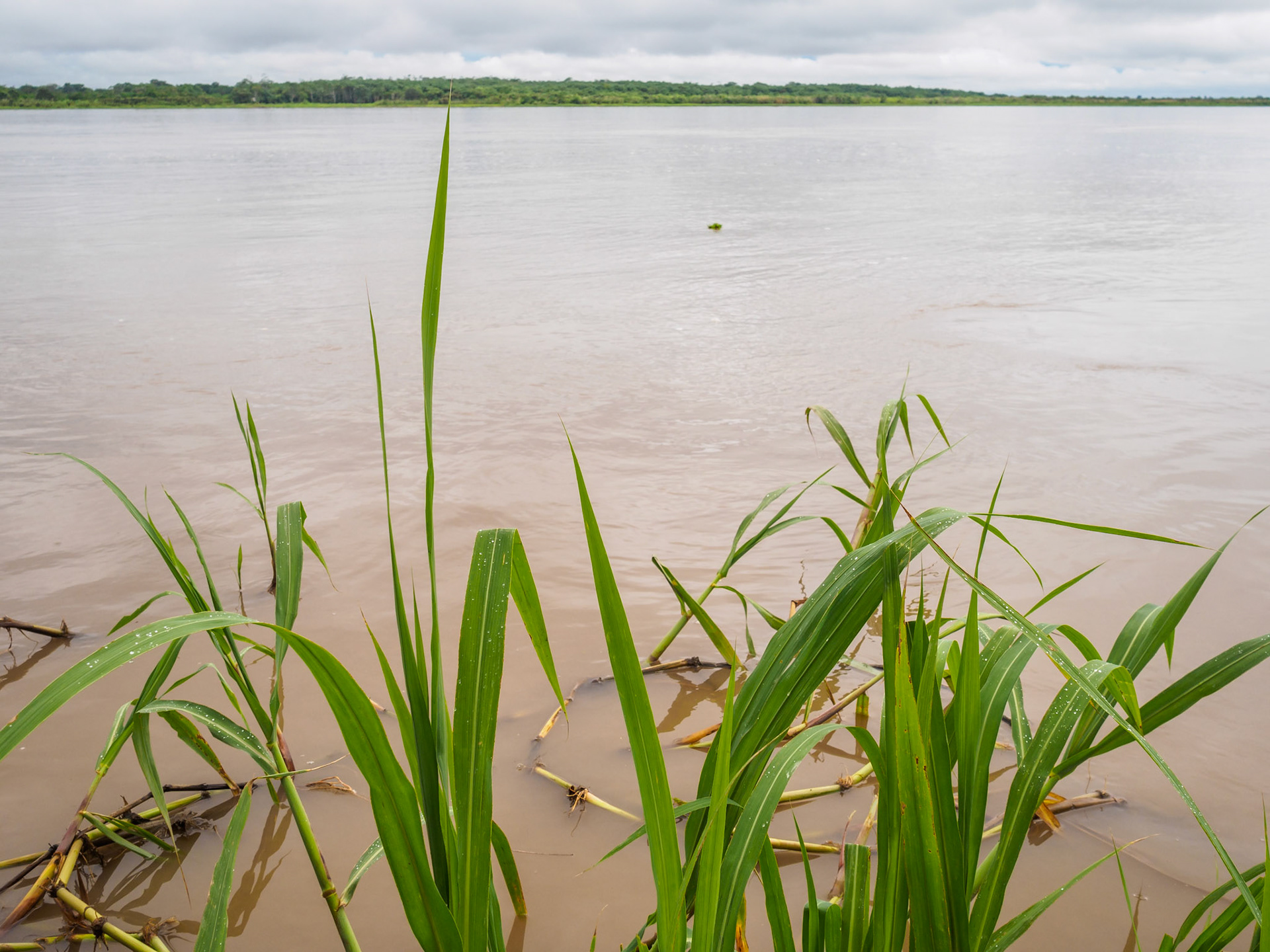 Amazonas