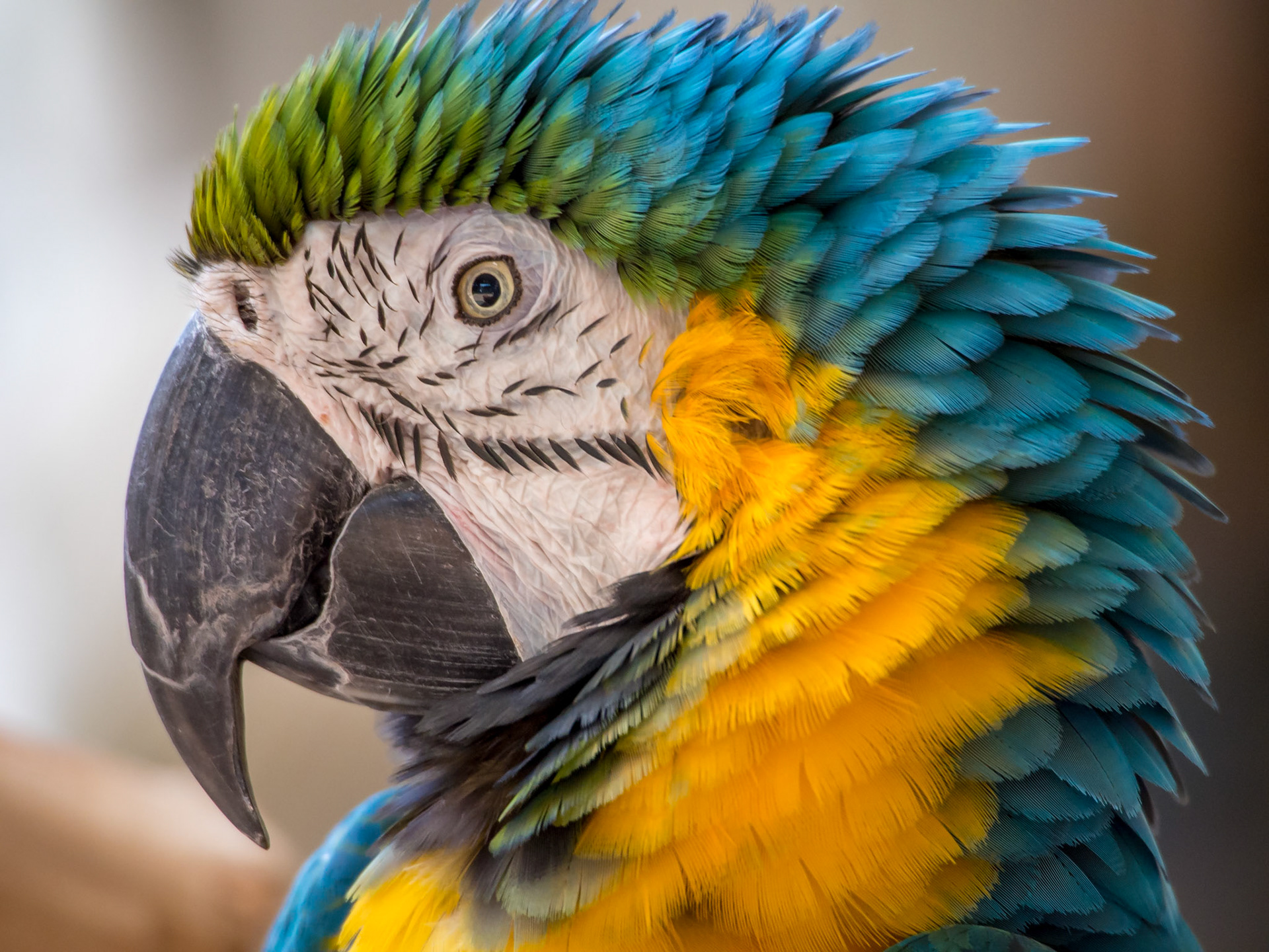 Guacamayo en el Hilton Waikoloa