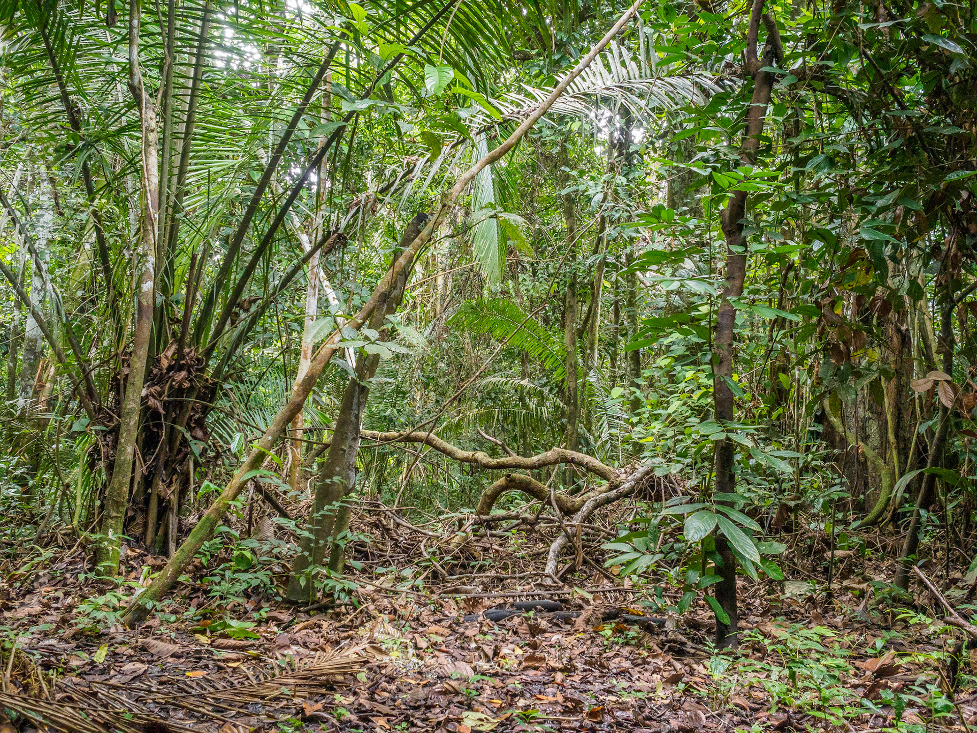 Selva amazónica