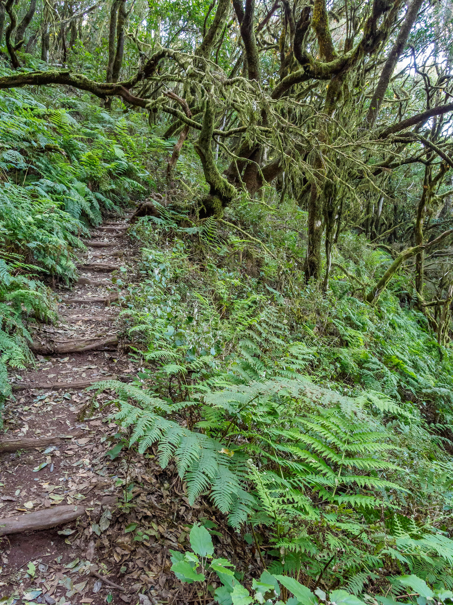 Parque Nacional de Garajonay
