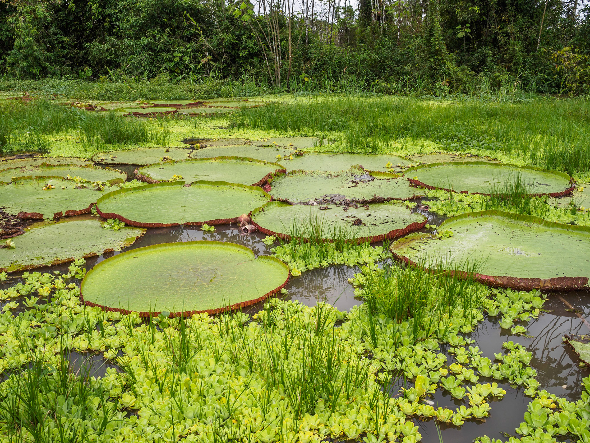 Selva amazónica